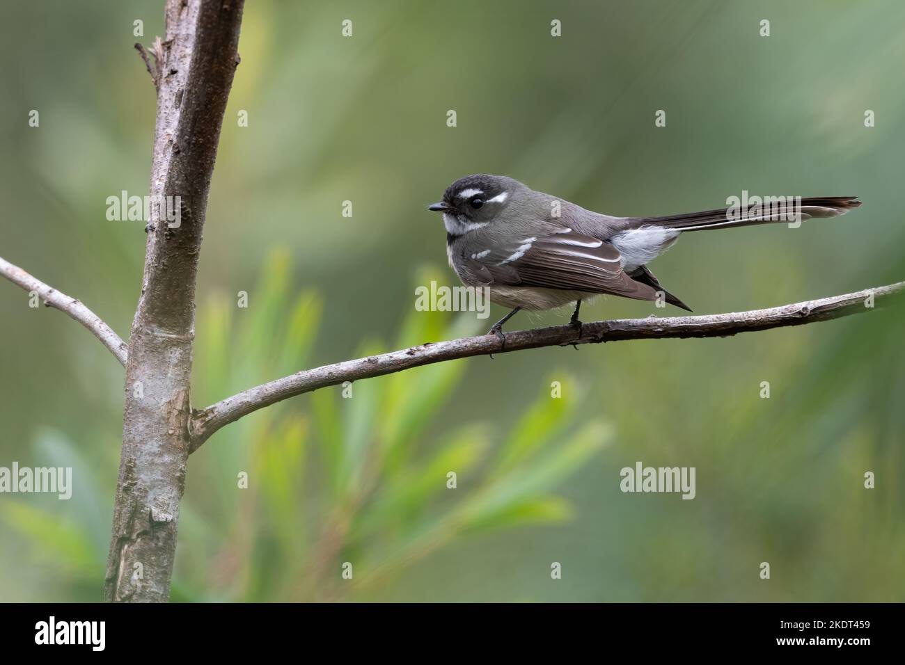 Queue grise (Rhipidura albiscapa), parc national de Lane Cove, Sydney Banque D'Images