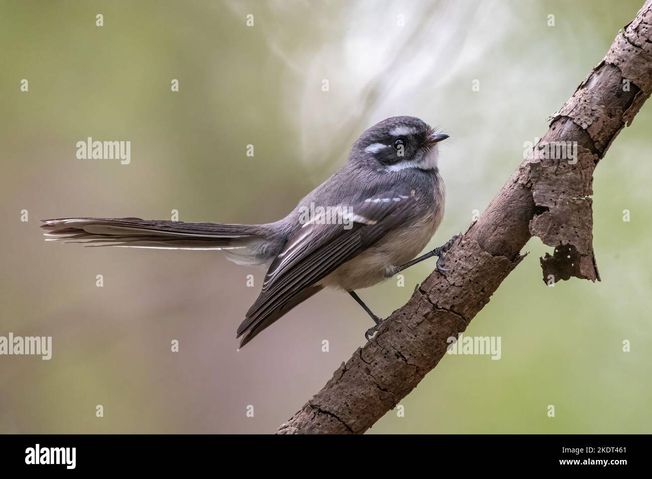 Queue grise (Rhipidura albiscapa), parc national de Lane Cove, Sydney Banque D'Images