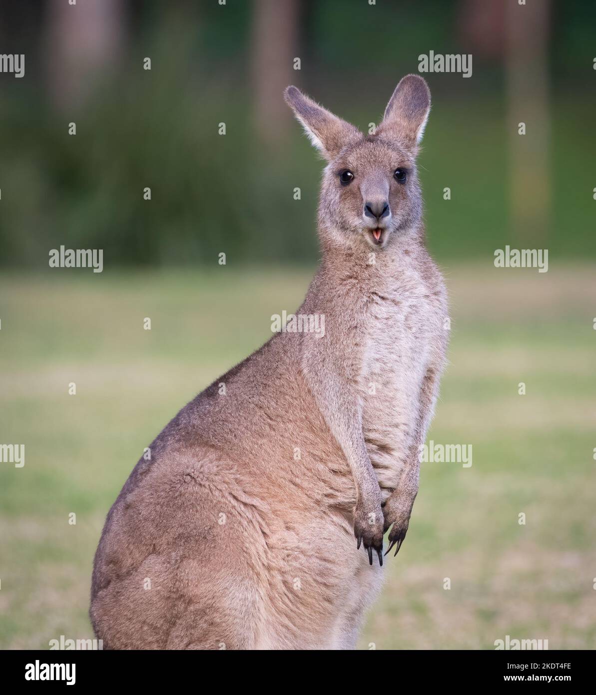 Kangourou gris oriental féminin, Kangaroo Valley, Nouvelle-Galles du Sud Banque D'Images