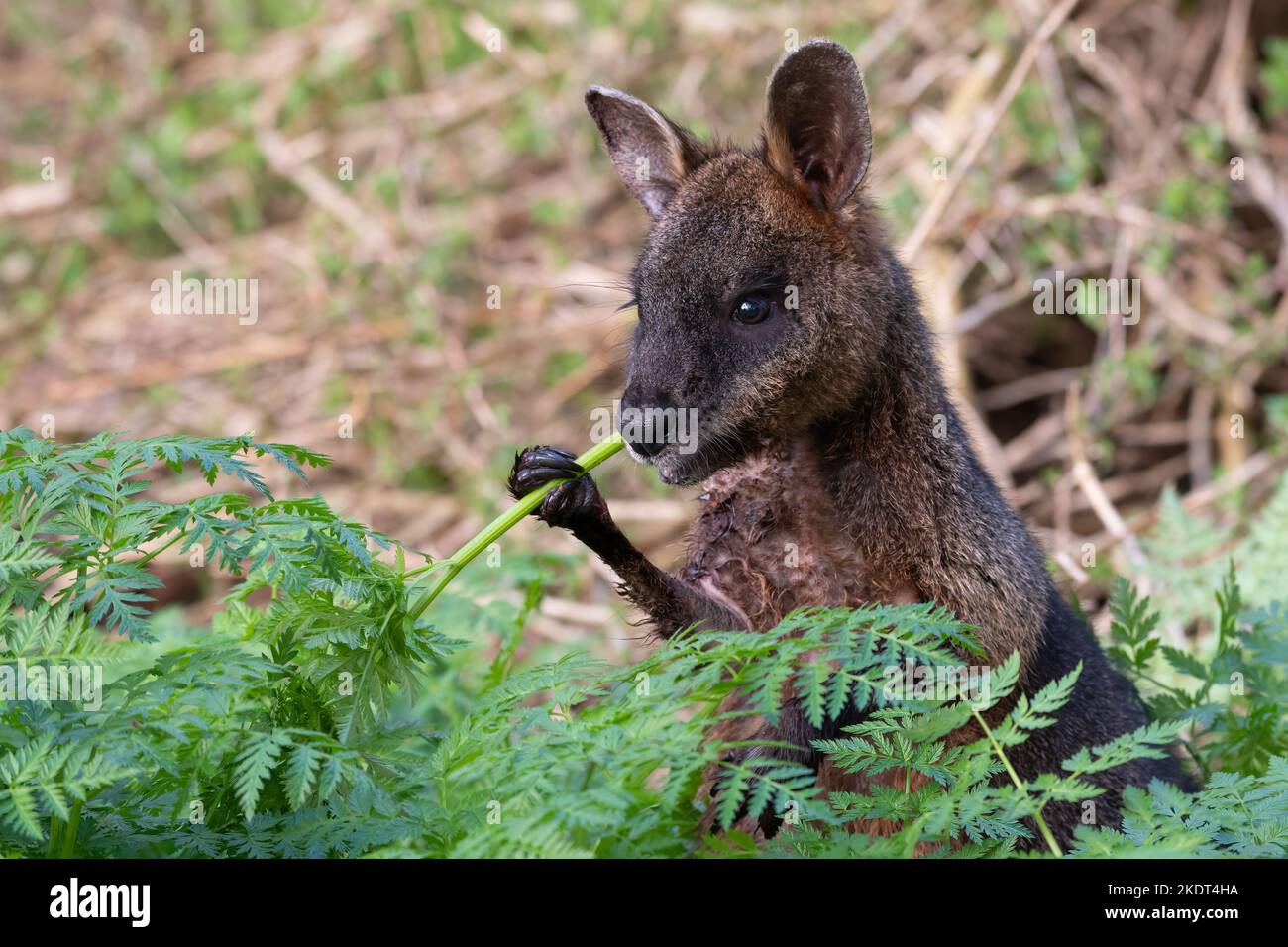 Swamp Wallaby, Tower Hill, Victoria Banque D'Images