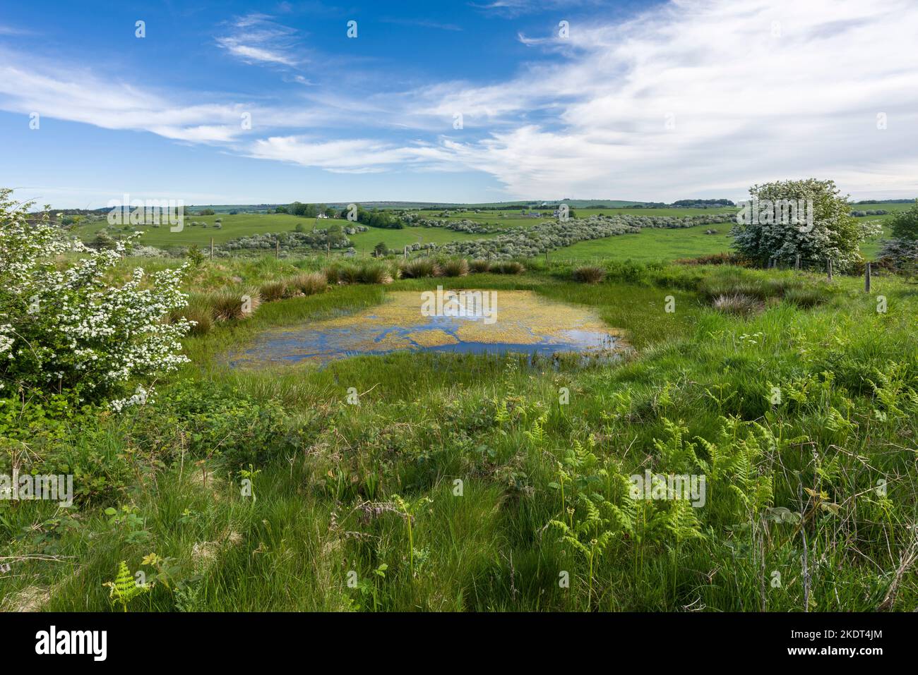 Un petit étang au début de l'été à Middledown nature Reserve dans le paysage national de Mendip Hills, Somerset, Angleterre. Banque D'Images