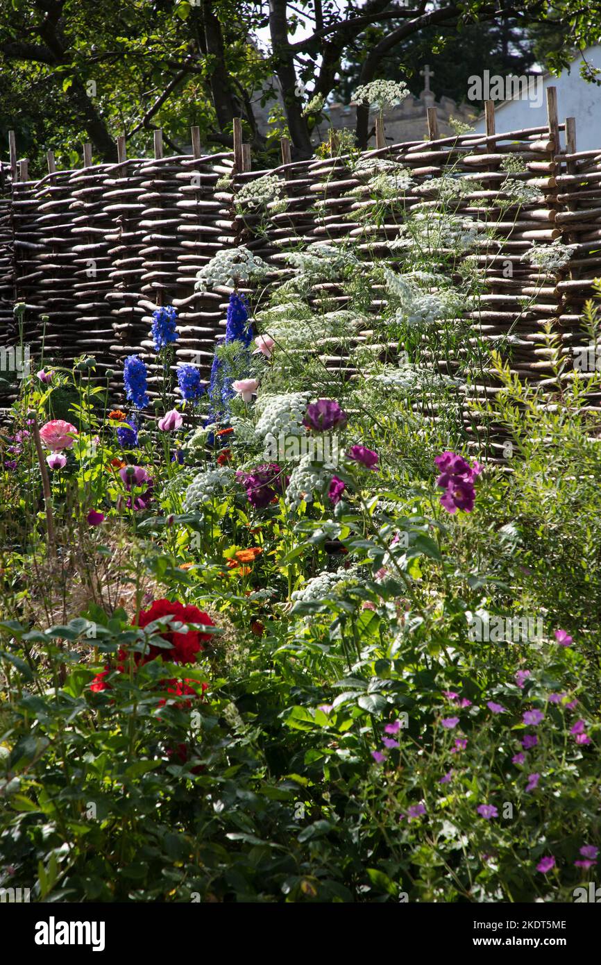 jardin anglais frontière avec delphiniums, roses et vieille clôture de haies de noisettes , Oxfordshire , Angleterre Banque D'Images