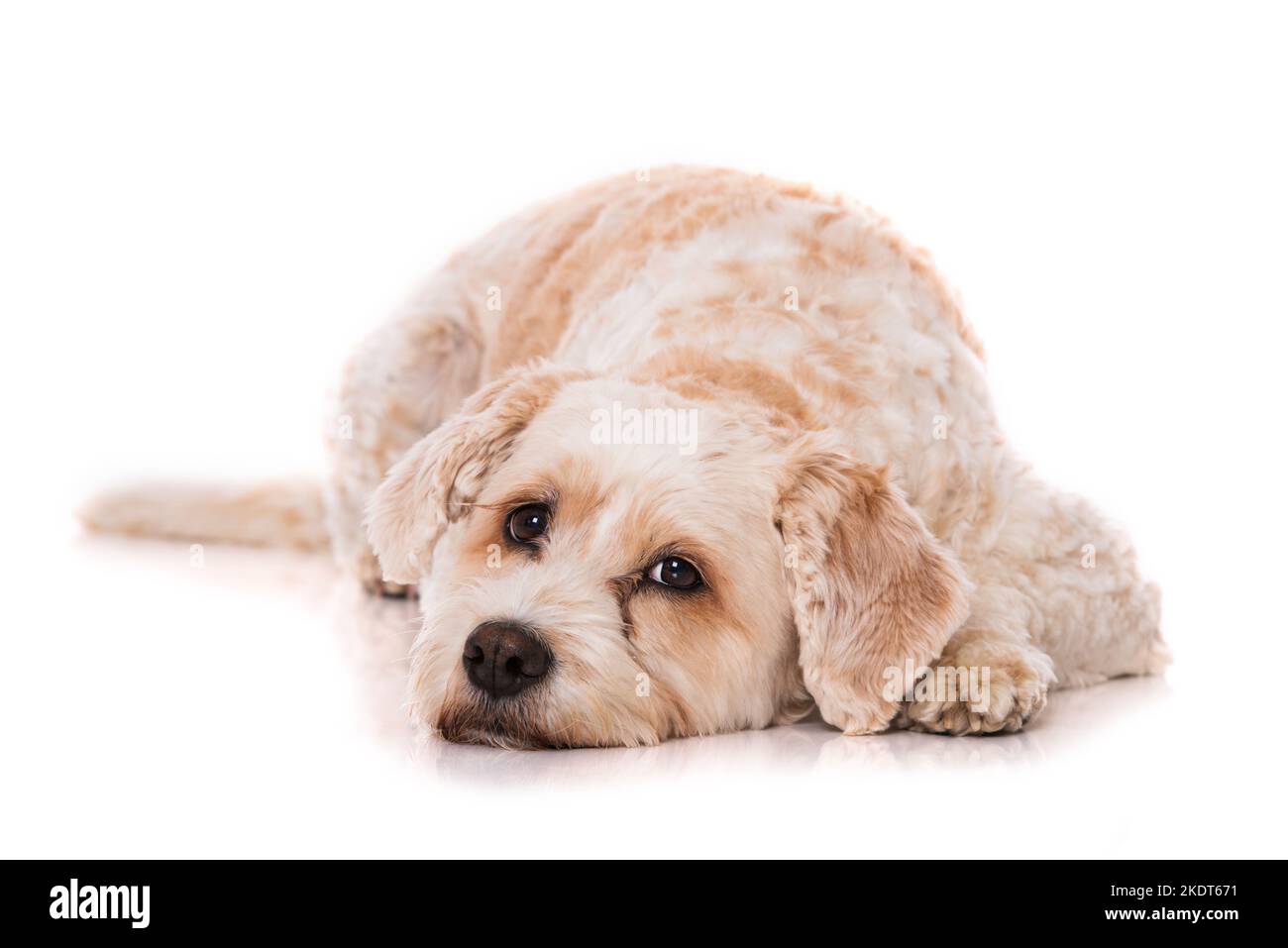 Chien mixte couché sur fond blanc Banque D'Images