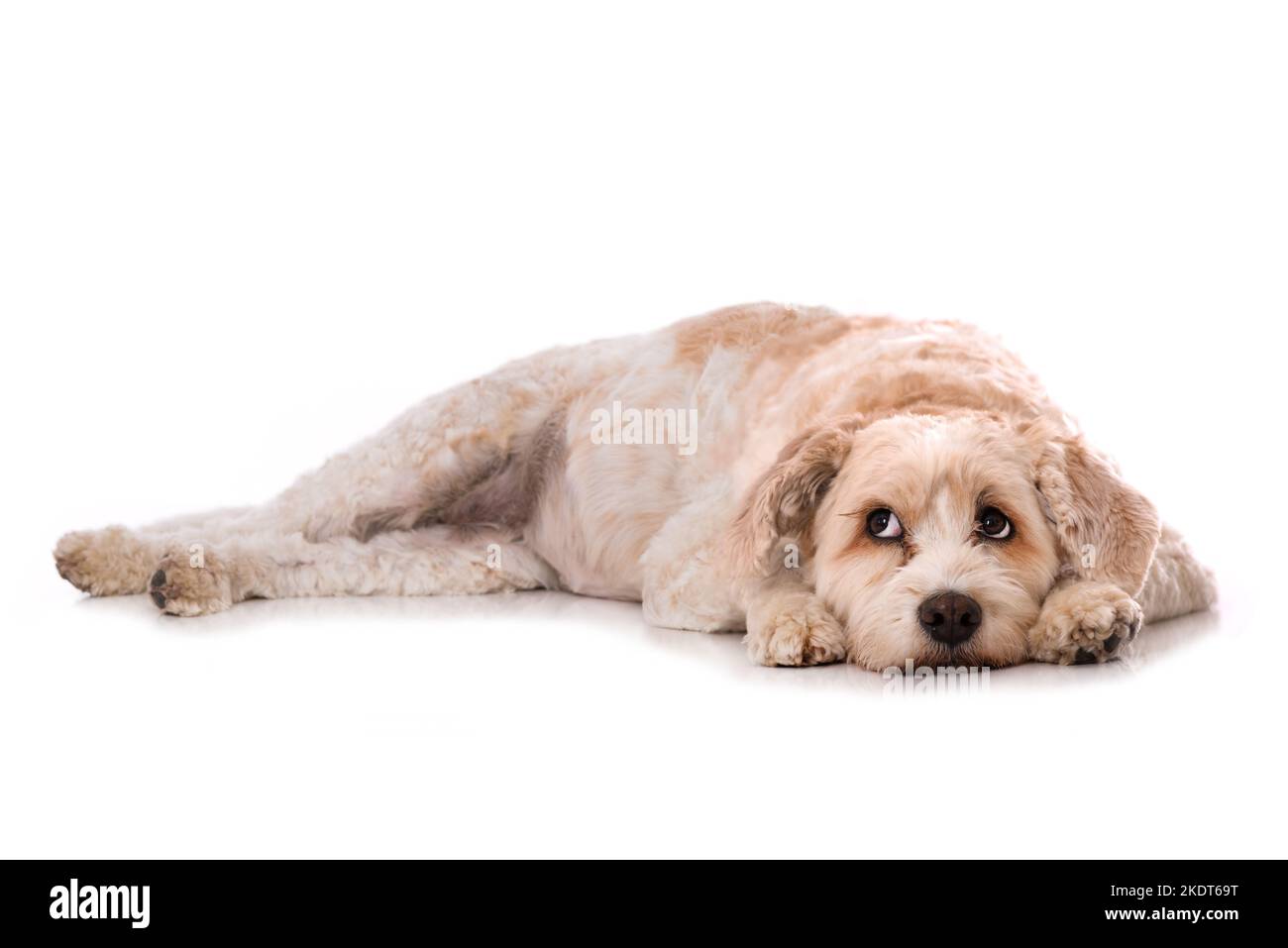 Chien mixte couché sur fond blanc Banque D'Images