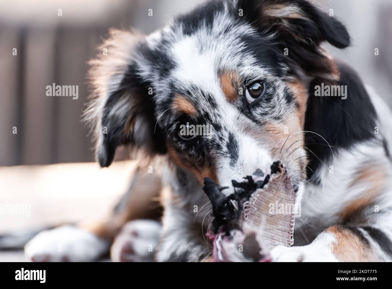 Gros plan d'un chiot Berger australien regardant l'appareil photo pendant qu'il joue sur les restes d'une chaussette. Banque D'Images