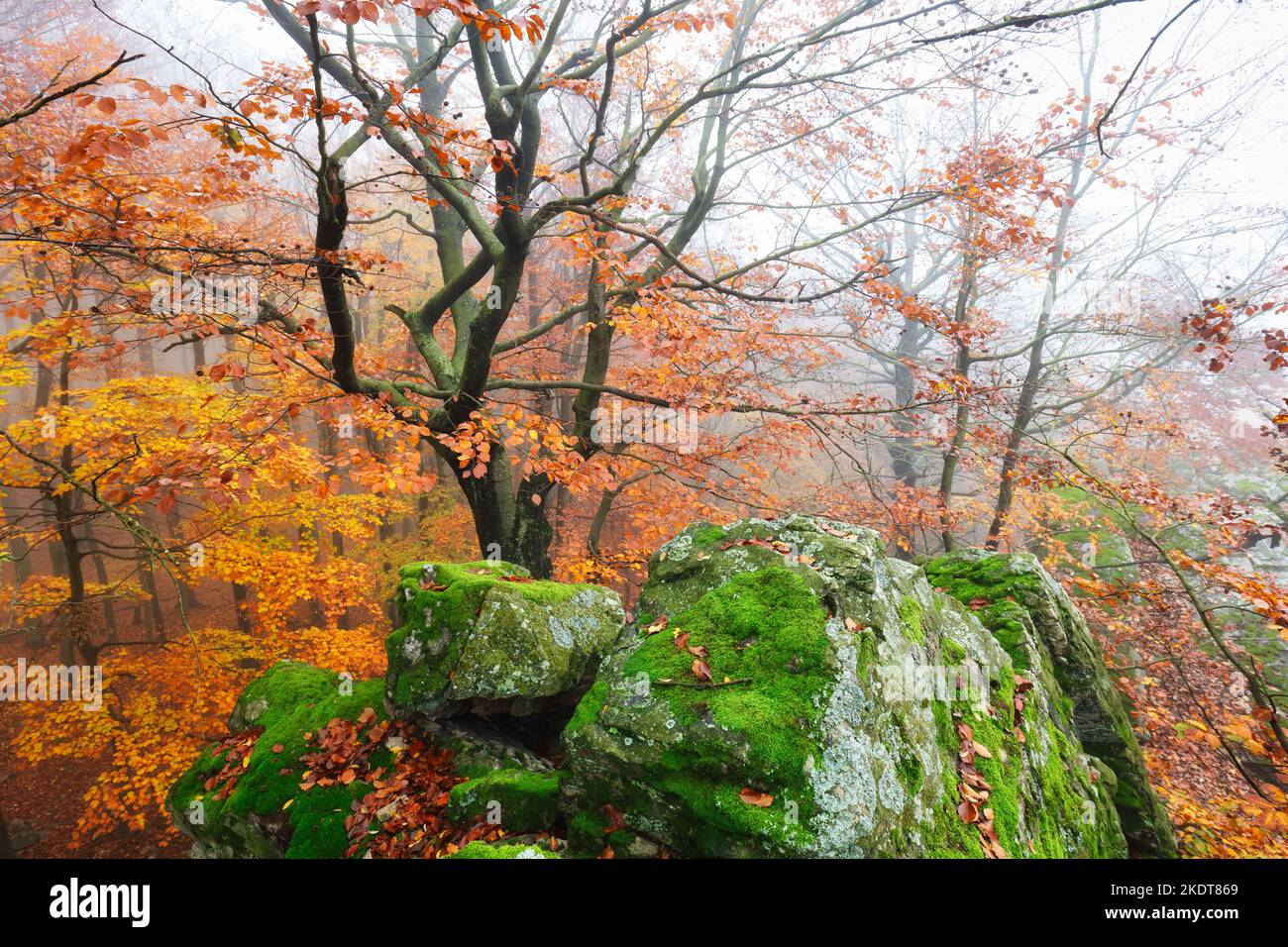 Bois à l'automne à la brume Banque D'Images