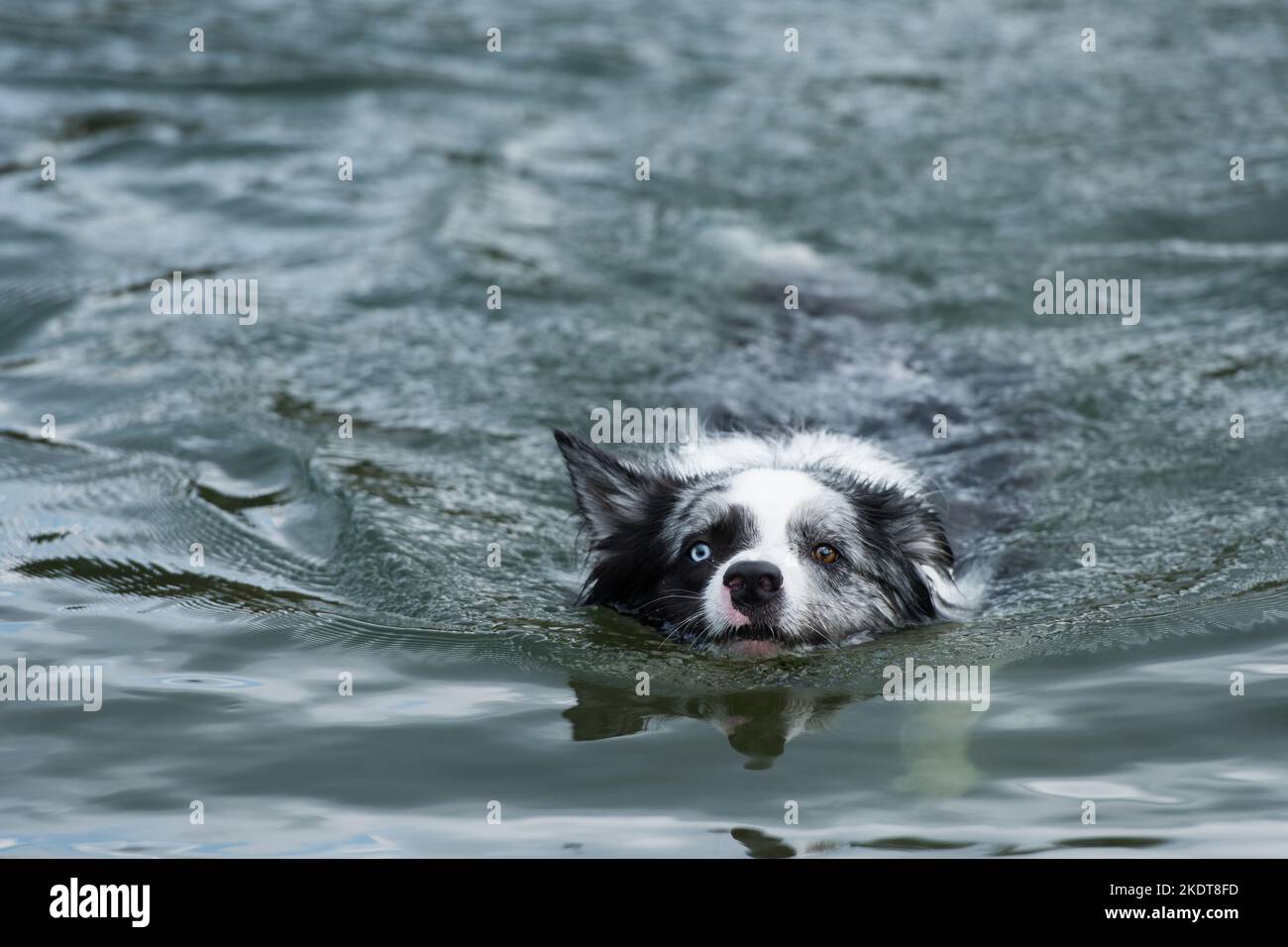 Border collie chien dans un étang Banque D'Images