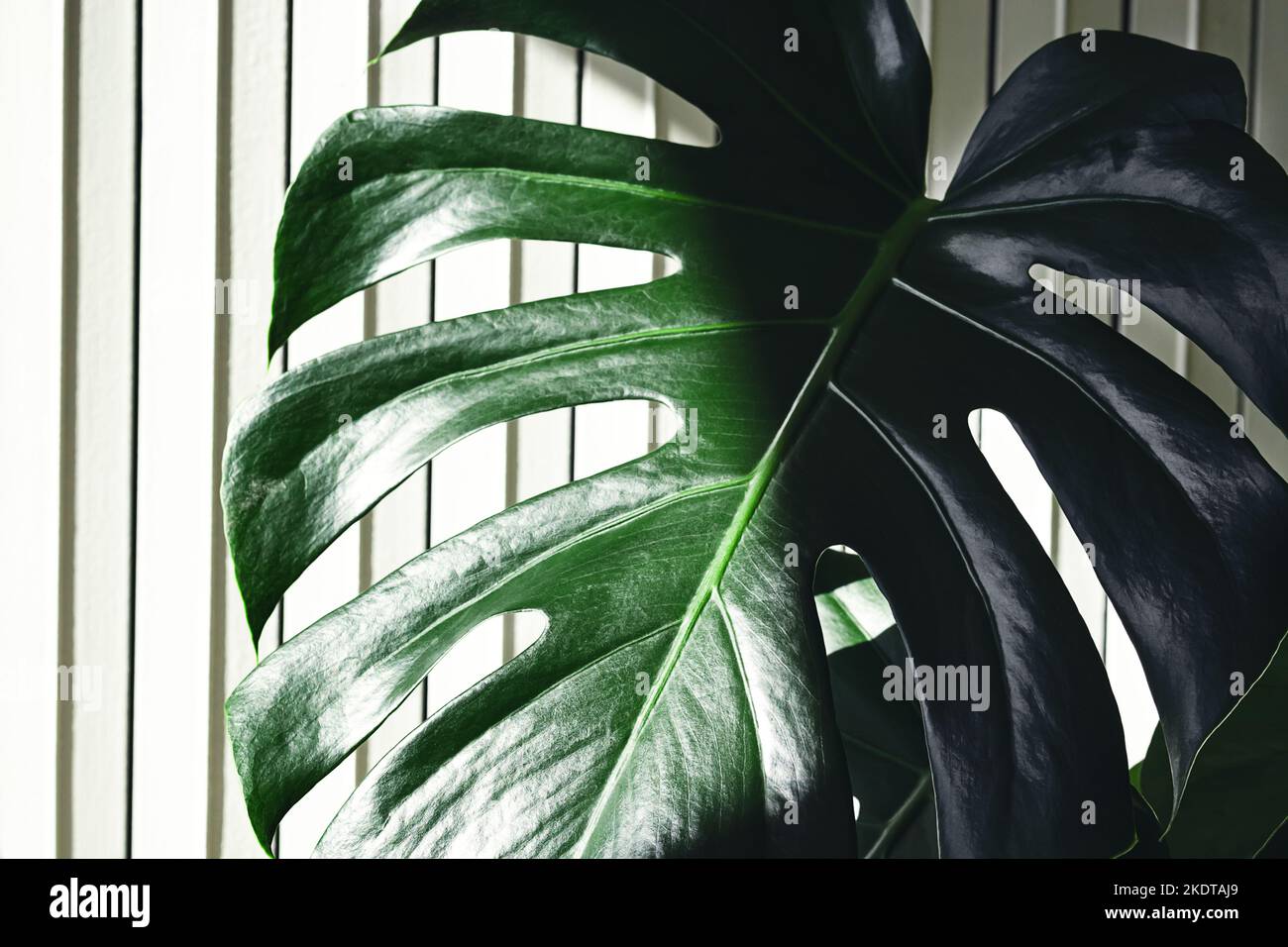 Une feuille de fromage suisse ou de Monstera deliciosa sur le fond clair en gros plan Banque D'Images