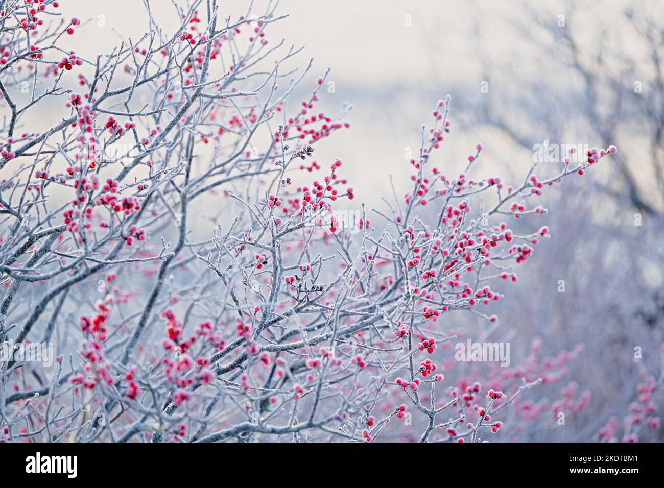 Winterberry ou le verticillata d'ilex à feuilles caduques recouvert de givre. Banque D'Images