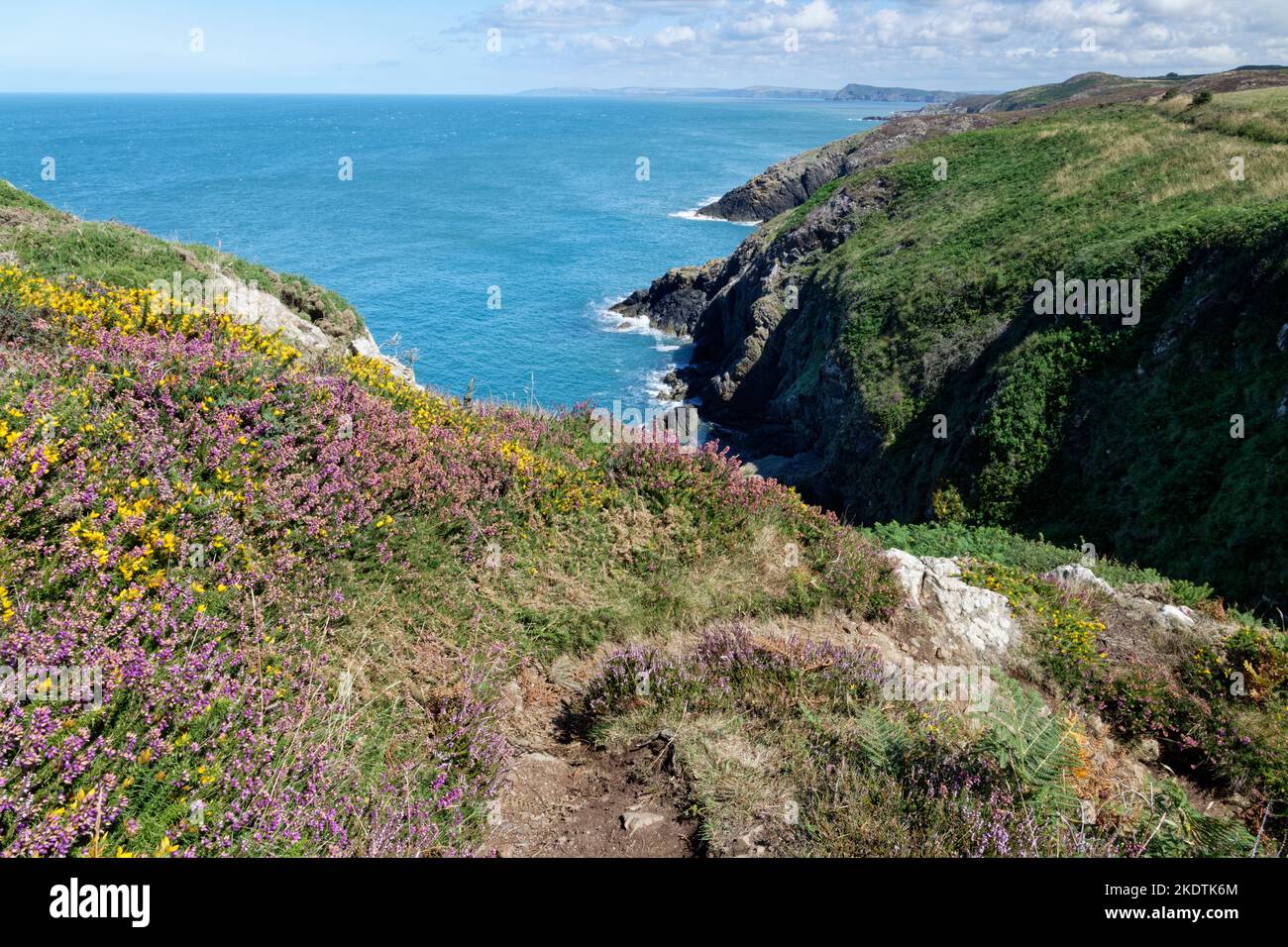 Pembrokeshire Coast Path bordé de touffes de Heather et Gorse, Strumble Head, Pembrokeshire, pays de Galles, Royaume-Uni, Août. Banque D'Images