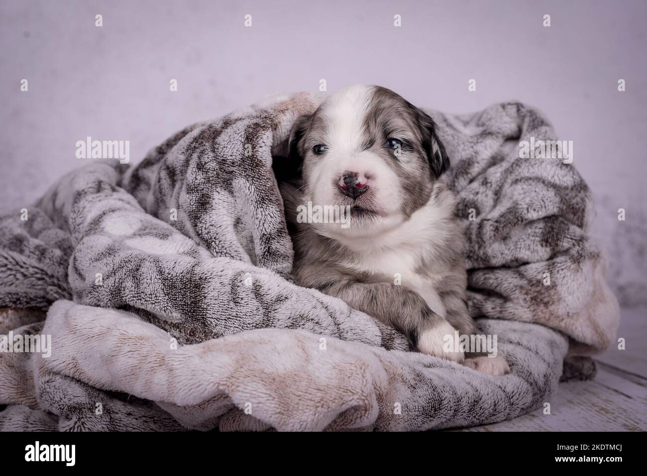 Chiot Berger Australien miniature Banque D'Images