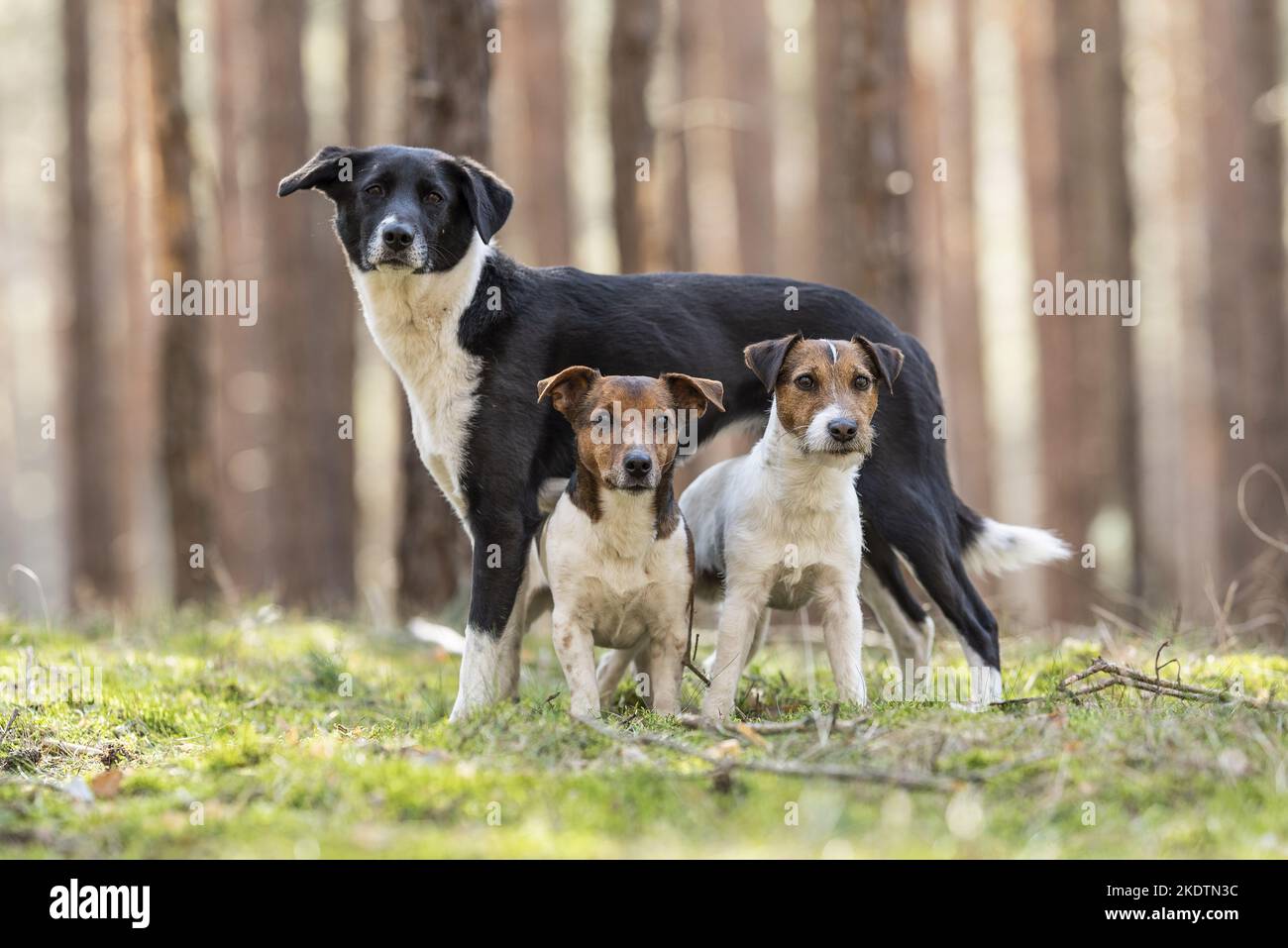 3 chiens Banque D'Images