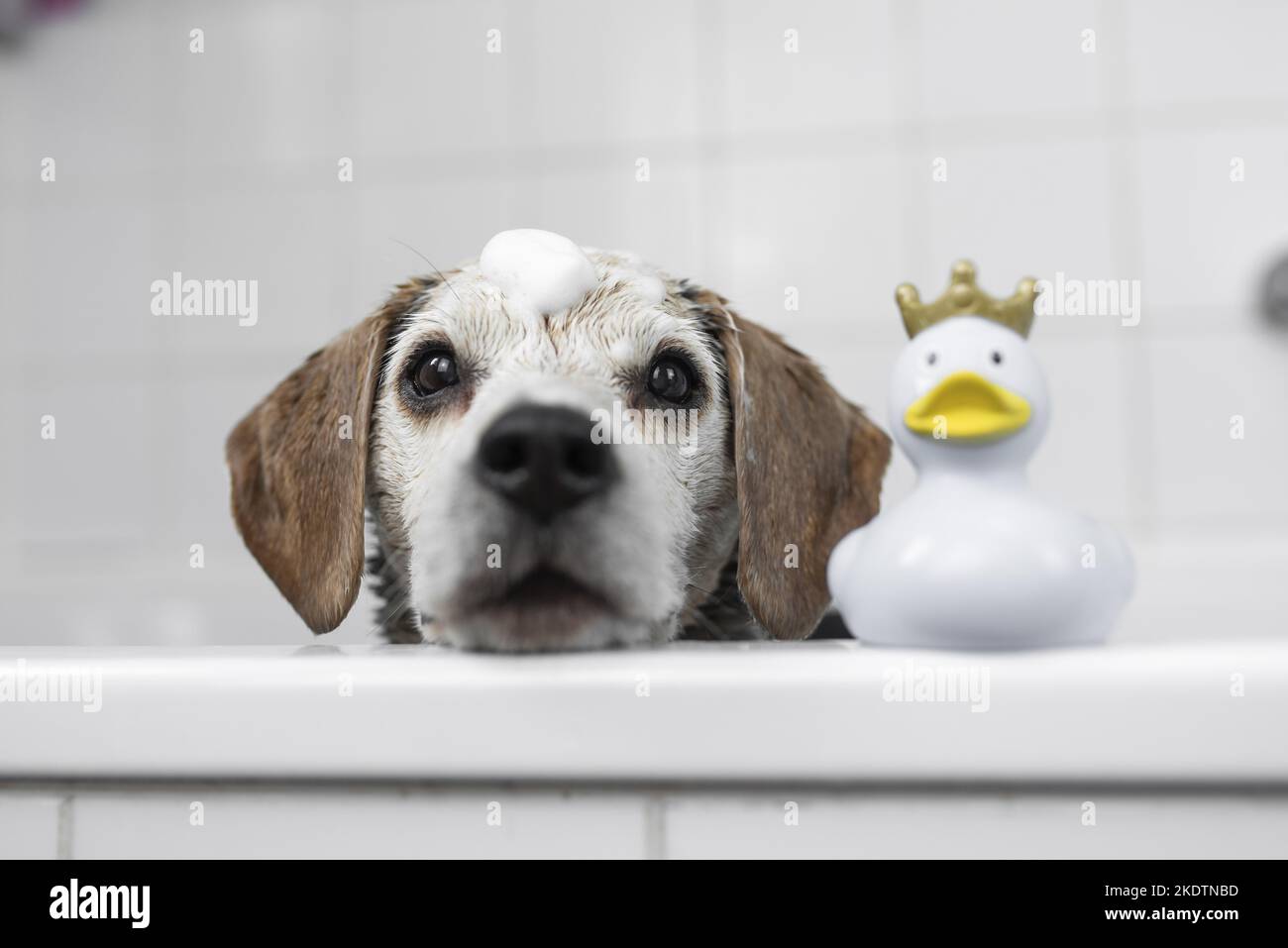 Portrait de Beagle Banque D'Images