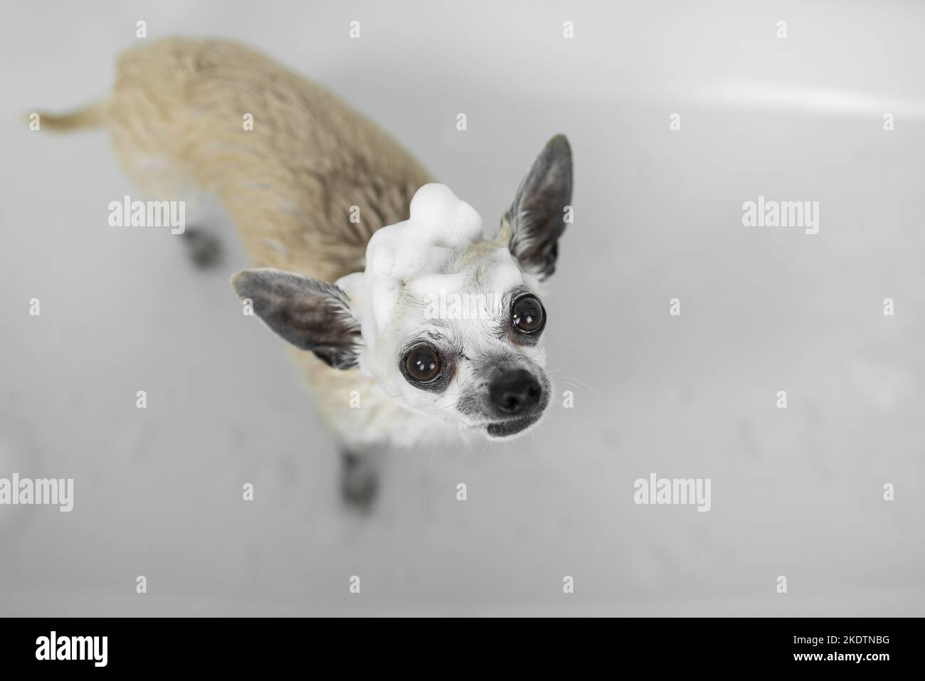 Chihuahua dans une baignoire Banque D'Images