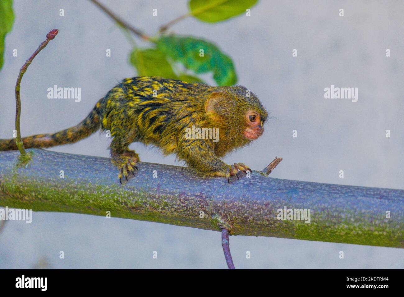 le lion d'or tamarin dans une succursale du zoo local Banque D'Images