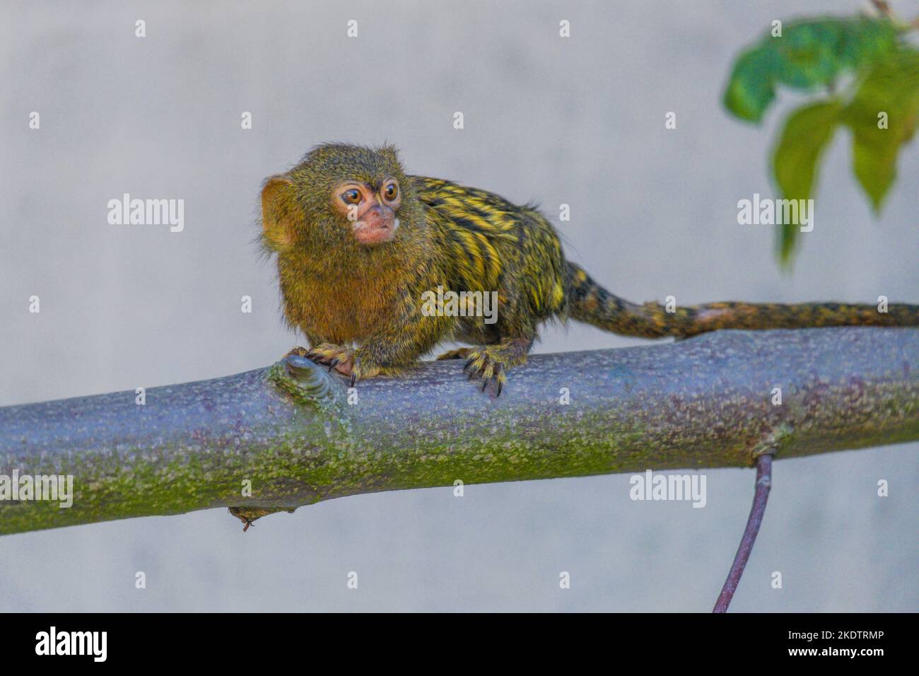 le lion d'or tamarin dans une succursale du zoo local Banque D'Images