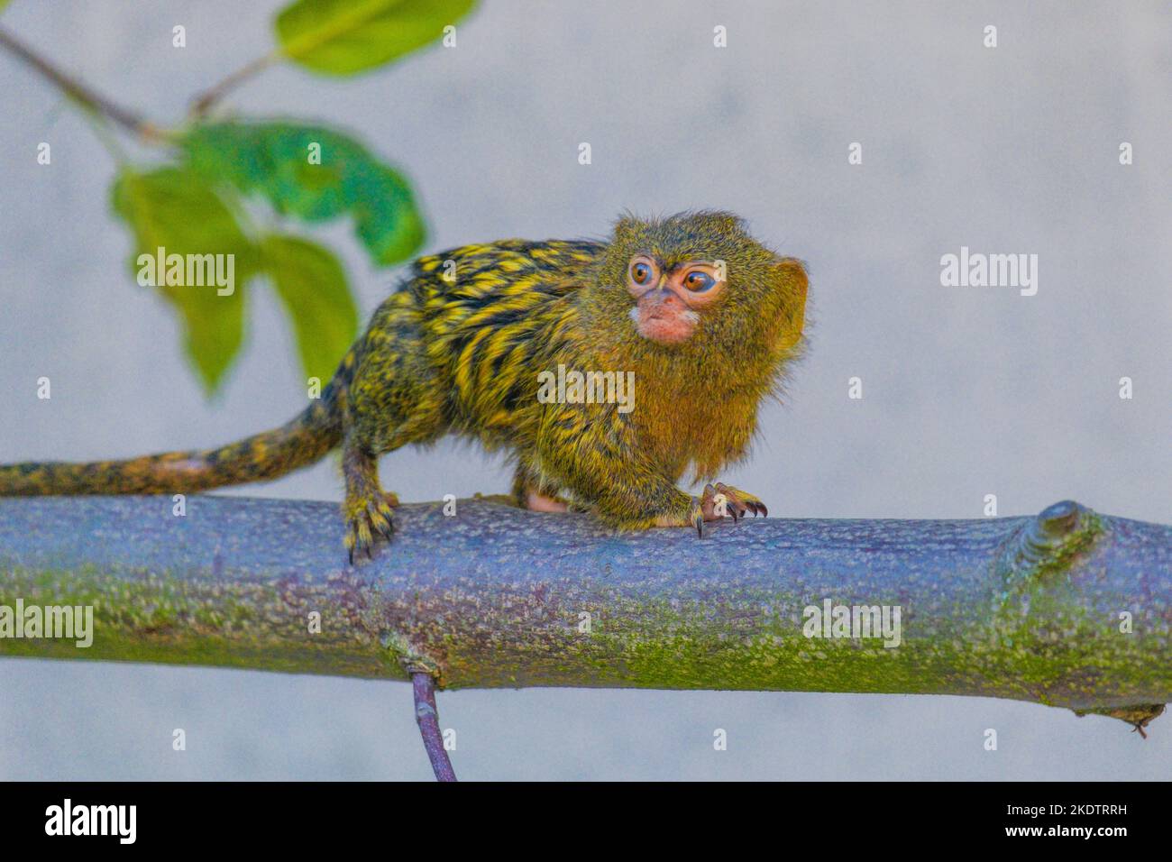le lion d'or tamarin dans une succursale du zoo local Banque D'Images