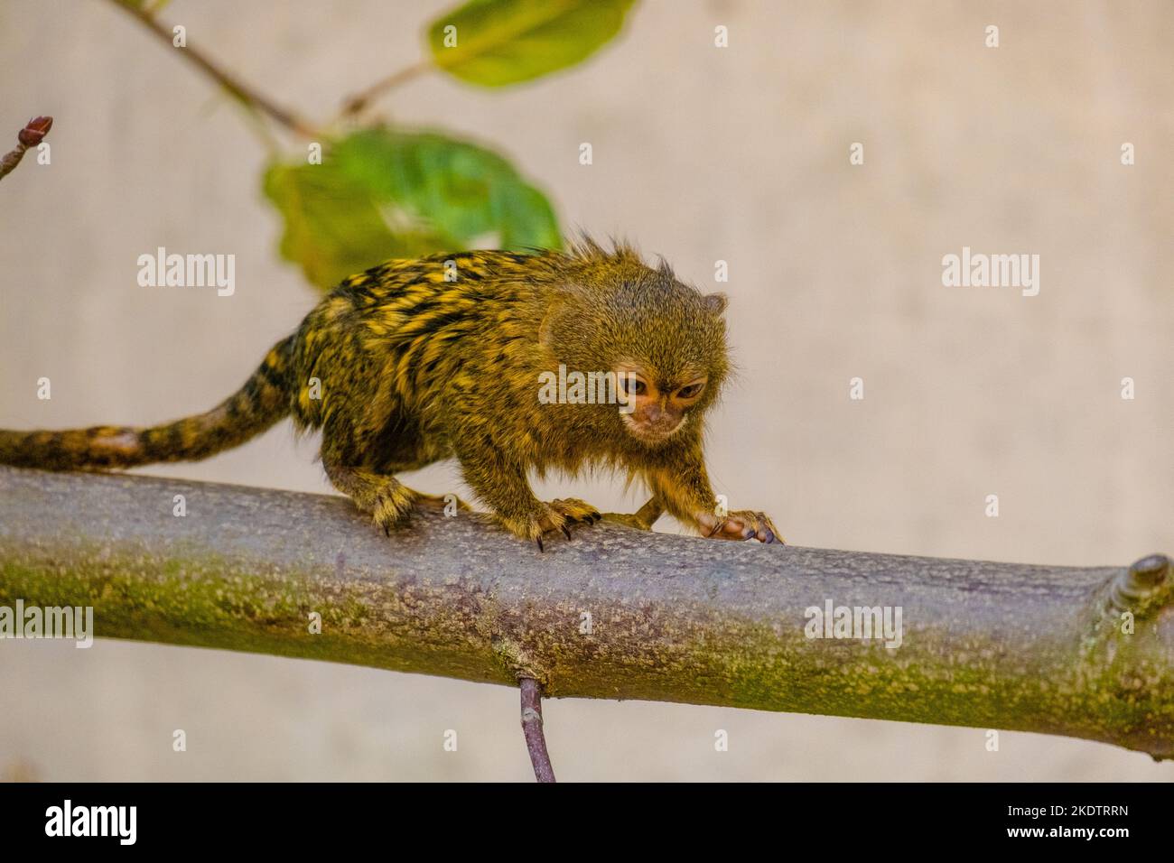 le lion d'or tamarin dans une succursale du zoo local Banque D'Images