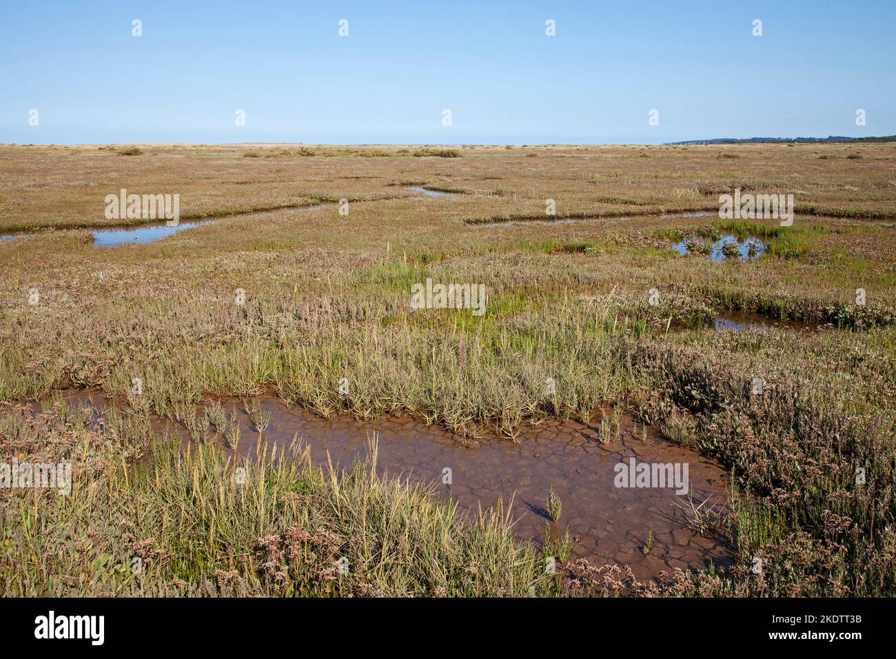 Piscines et vulgare de Limonium commun de lavande avec Blackeney Beyond, marais salants de raidisseur, Norfolk, Angleterre, Royaume-Uni, Août 2018 Banque D'Images