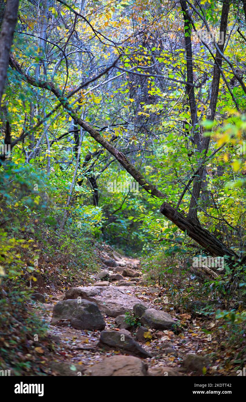 Arbres changeant de couleur en automne dans la forêt le long de la piste de Big Bluff Goat Trail dans les montagnes Ozark. Banque D'Images