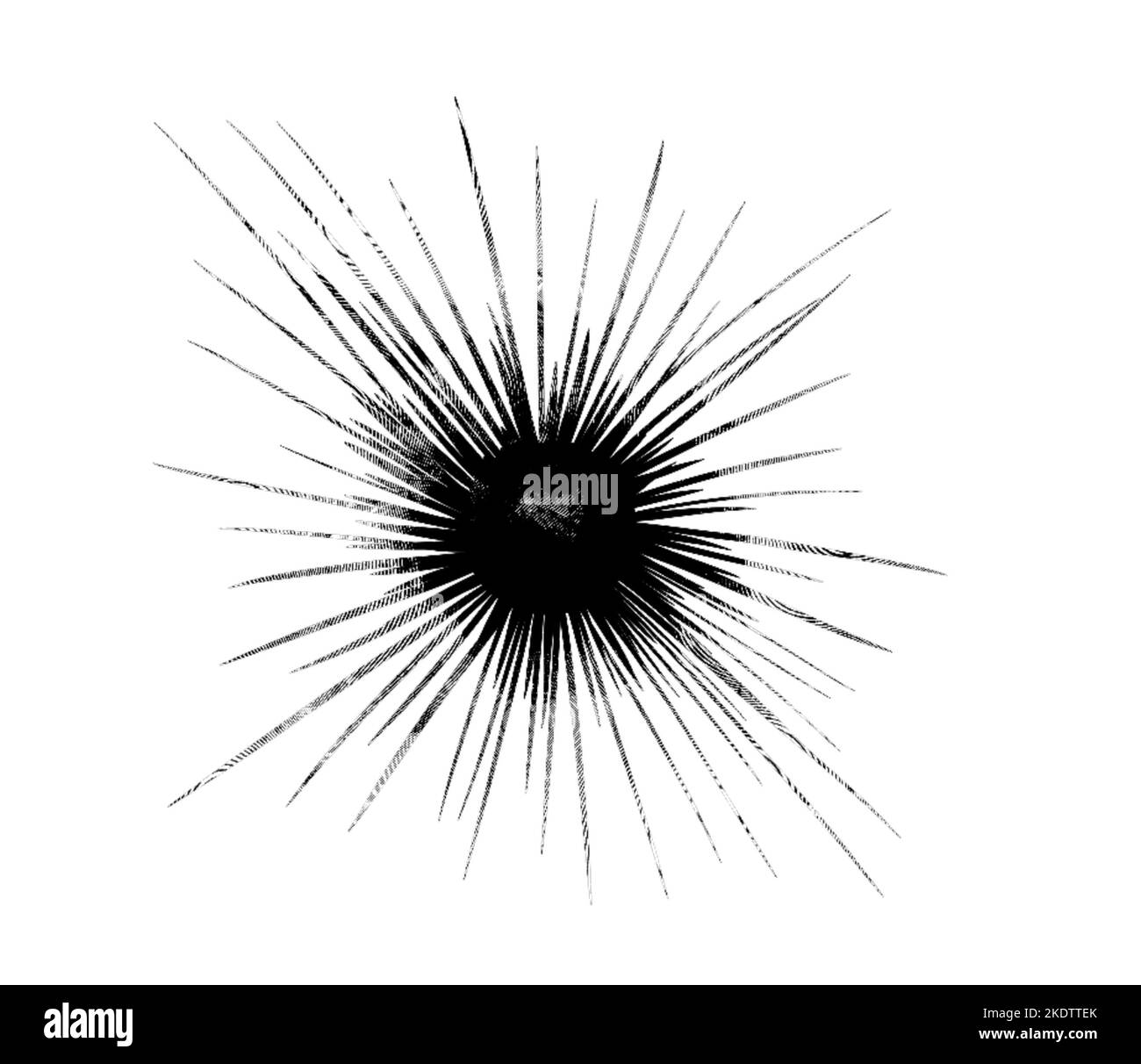 gravure d'un oursin de mer. Illustration graphique d'un oursin de mer. Image noire Banque D'Images
