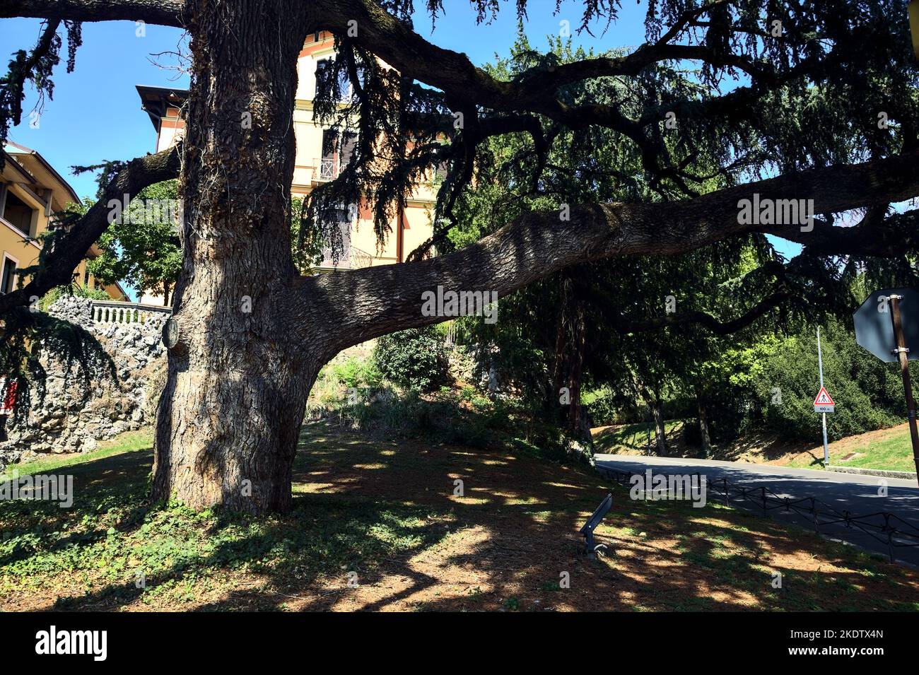 Un pin au bord d'une rue par beau temps Banque D'Images