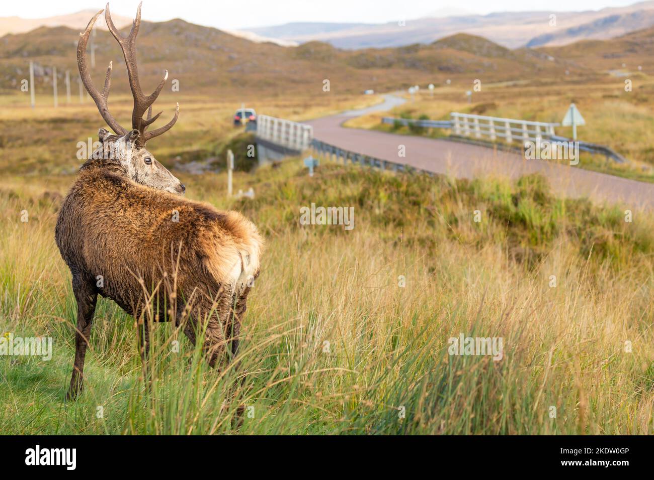 Callum le Stag regardant en bas de la route. Ce célèbre cerf se déplace autour d'un petit parking à la recherche de nourriture des visiteurs à Glen Torridon, Scottish Highl Banque D'Images