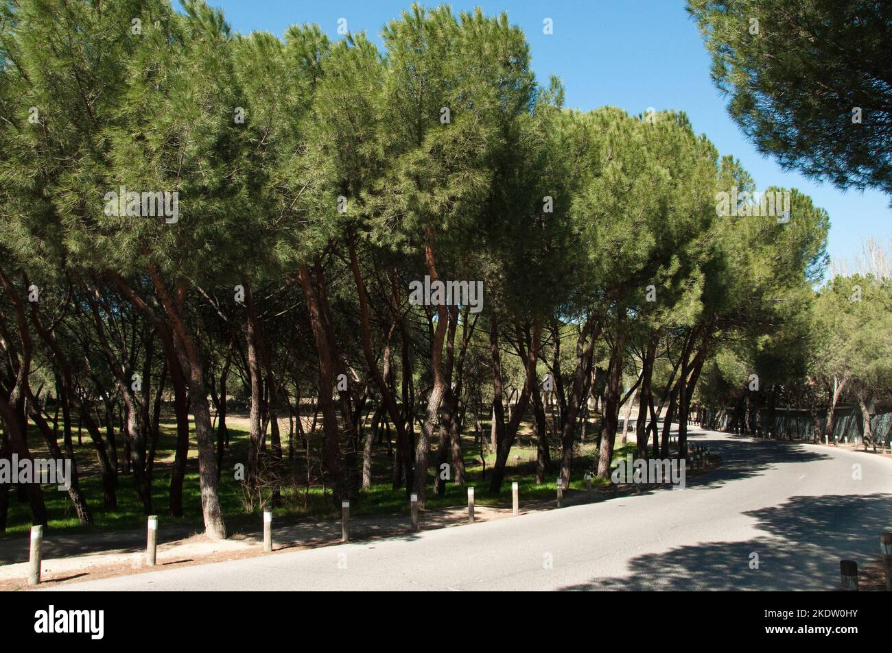 une belle allée dans le parc avec des sapins coniques des deux côtés. La perspective du parc Banque D'Images