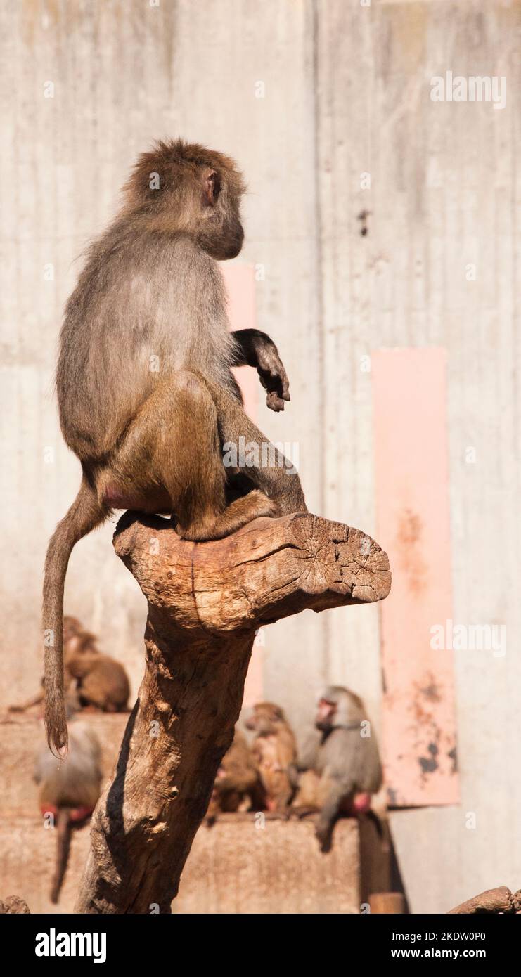 le babouin de hamadryas est assis sur l'arbre Banque D'Images