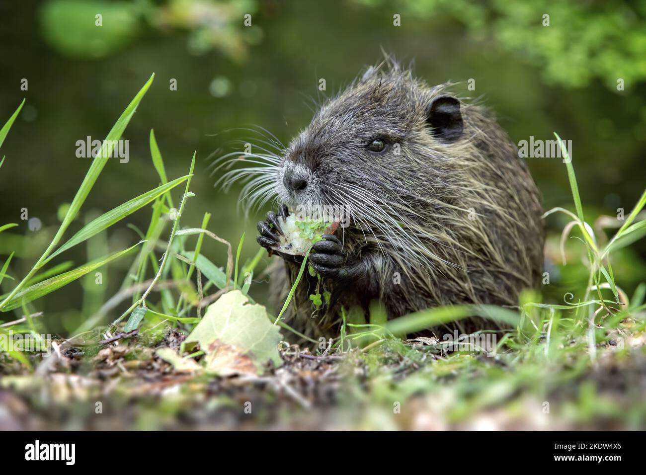 Nutrition assise Banque D'Images