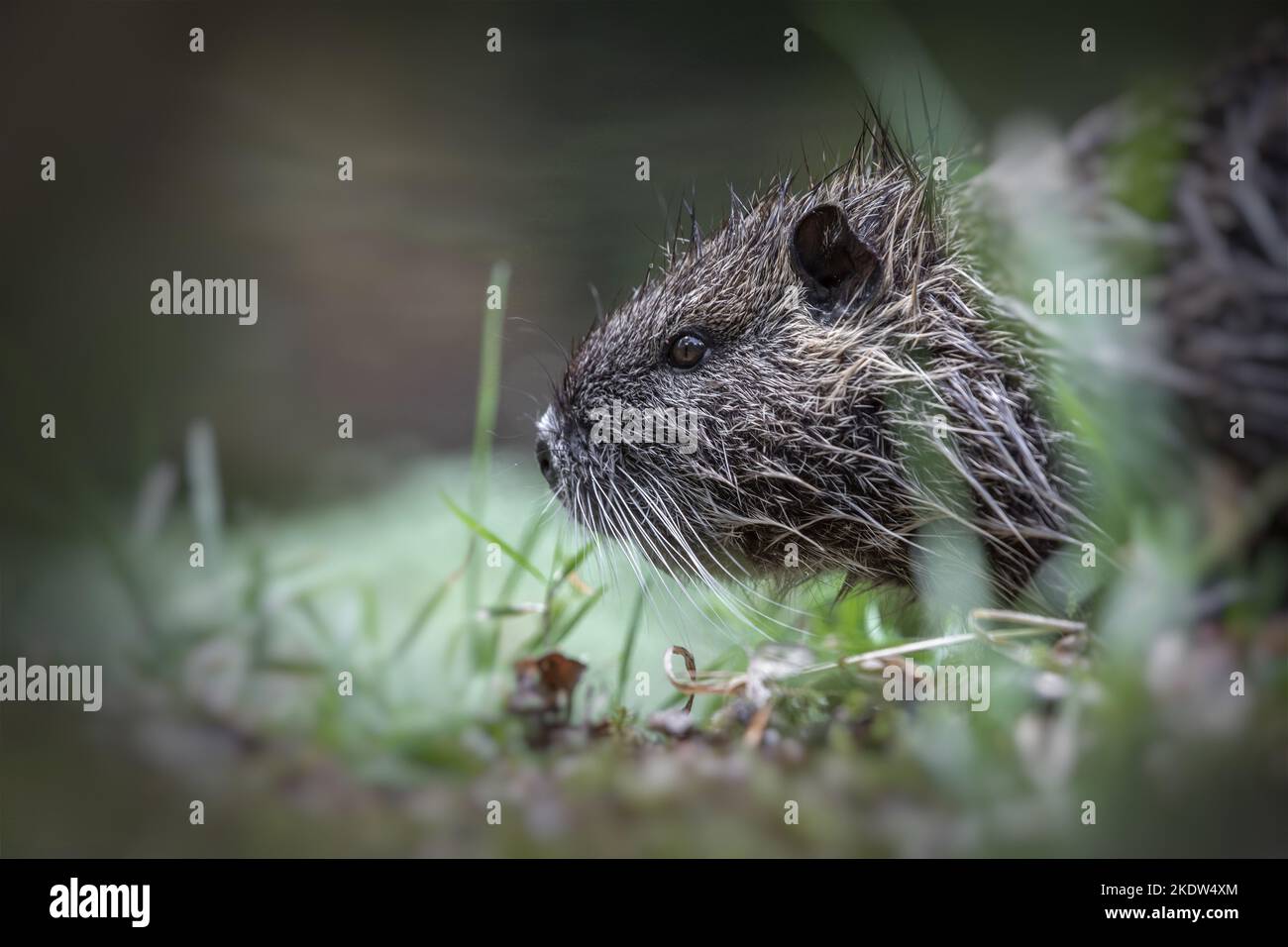 Portrait nutria Banque D'Images