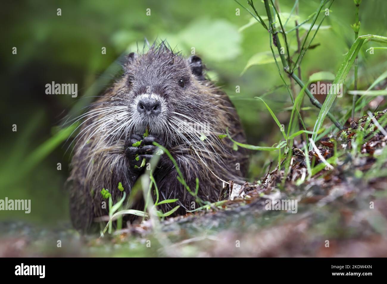 Nutrition assise Banque D'Images
