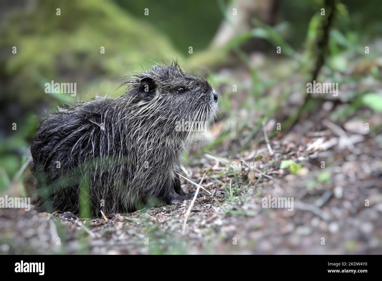 Nutrition assise Banque D'Images