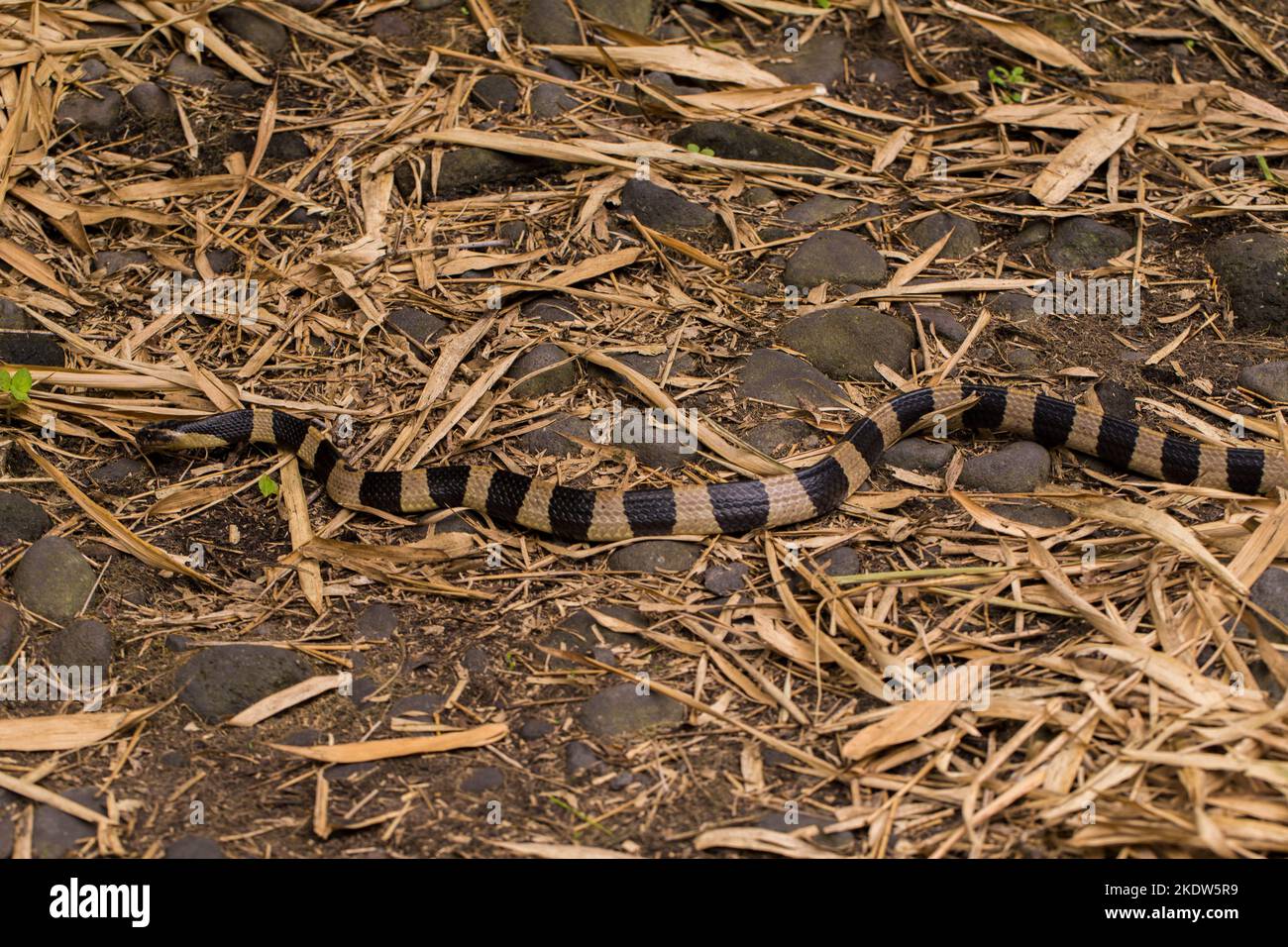 Serpent krait à bandes, Bungarus fasciatus, serpent très venimeux dans la nature Banque D'Images