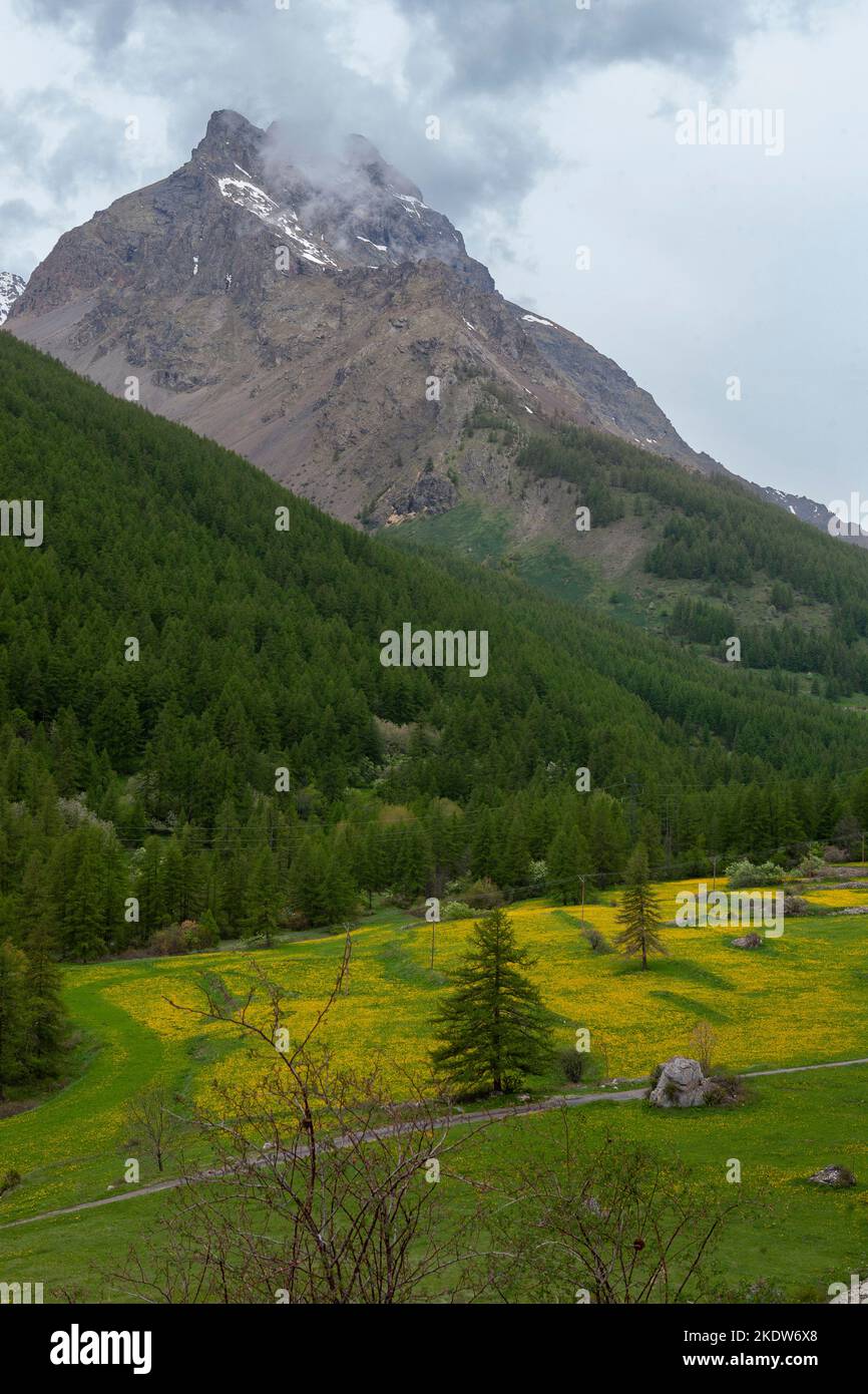 Un tapis de fleurs sauvages dans la vallée du serre Chevalier près du Monêtier-les-bains, Hautes-Alpes, France Banque D'Images