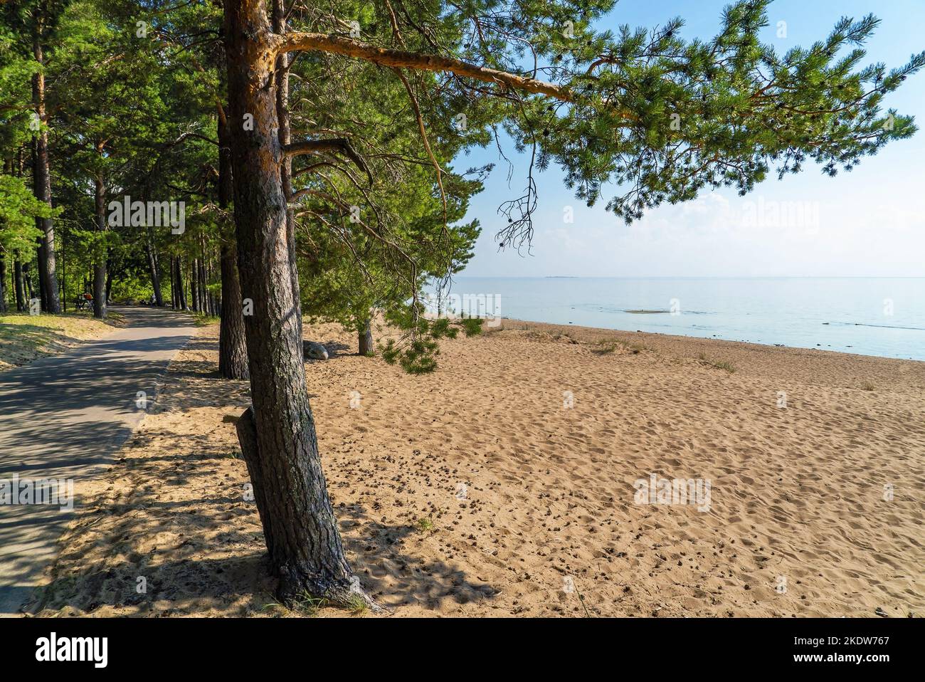 La côte du golfe de Finlande près du village de Komarovo. Saint-Pétersbourg Banque D'Images