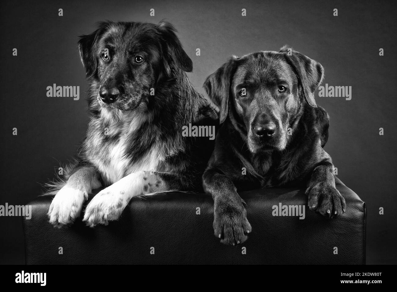 2 chiens Banque D'Images