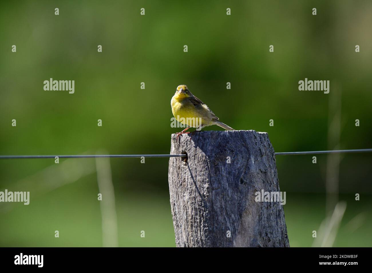 .Saffron jaune Finch.Sicalis flaveola.Patagonia Argentine Banque D'Images
