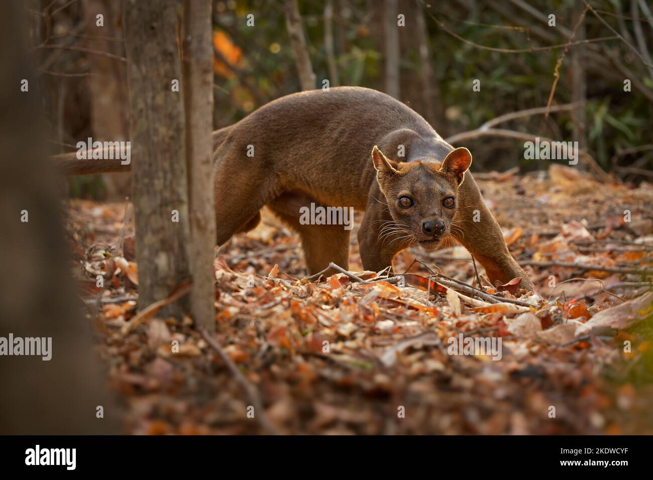 Fossa Cryptoprocta ferox mammifère à queue longue endémique à Madagascar, famille des