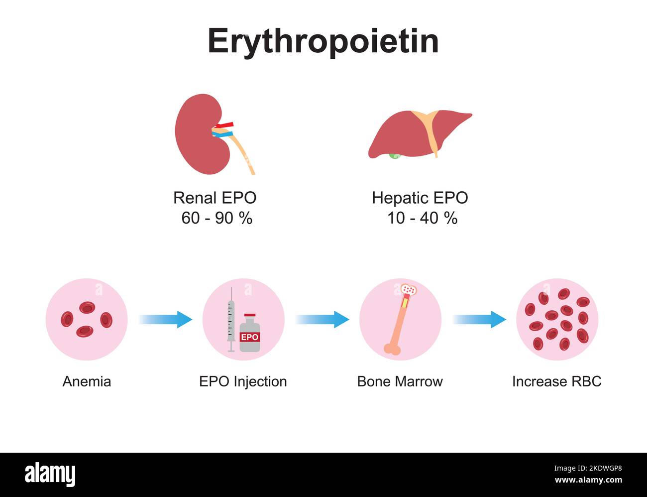 Conception scientifique de l'effet de l'érythropoïétine (EPO) sur l'os après injection. Production rénale et hépatique d'EPO. Symboles colorés. Rapport d'illustration du vecteur Illustration de Vecteur