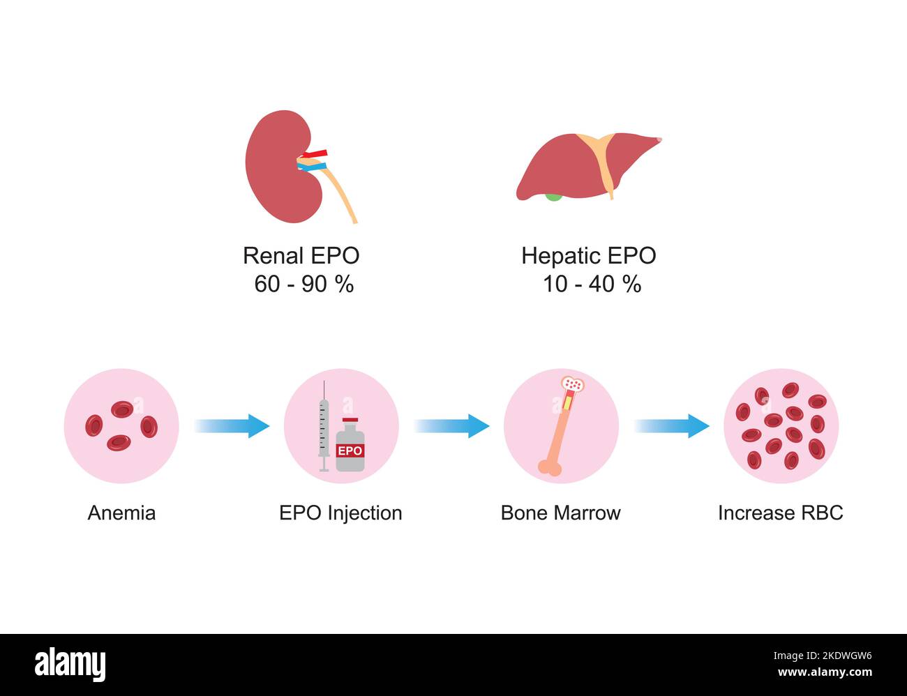 Conception scientifique de l'effet de l'érythropoïétine (EPO) sur l'os après injection. Production rénale et hépatique d'EPO. Symboles colorés. Rapport d'illustration du vecteur Illustration de Vecteur