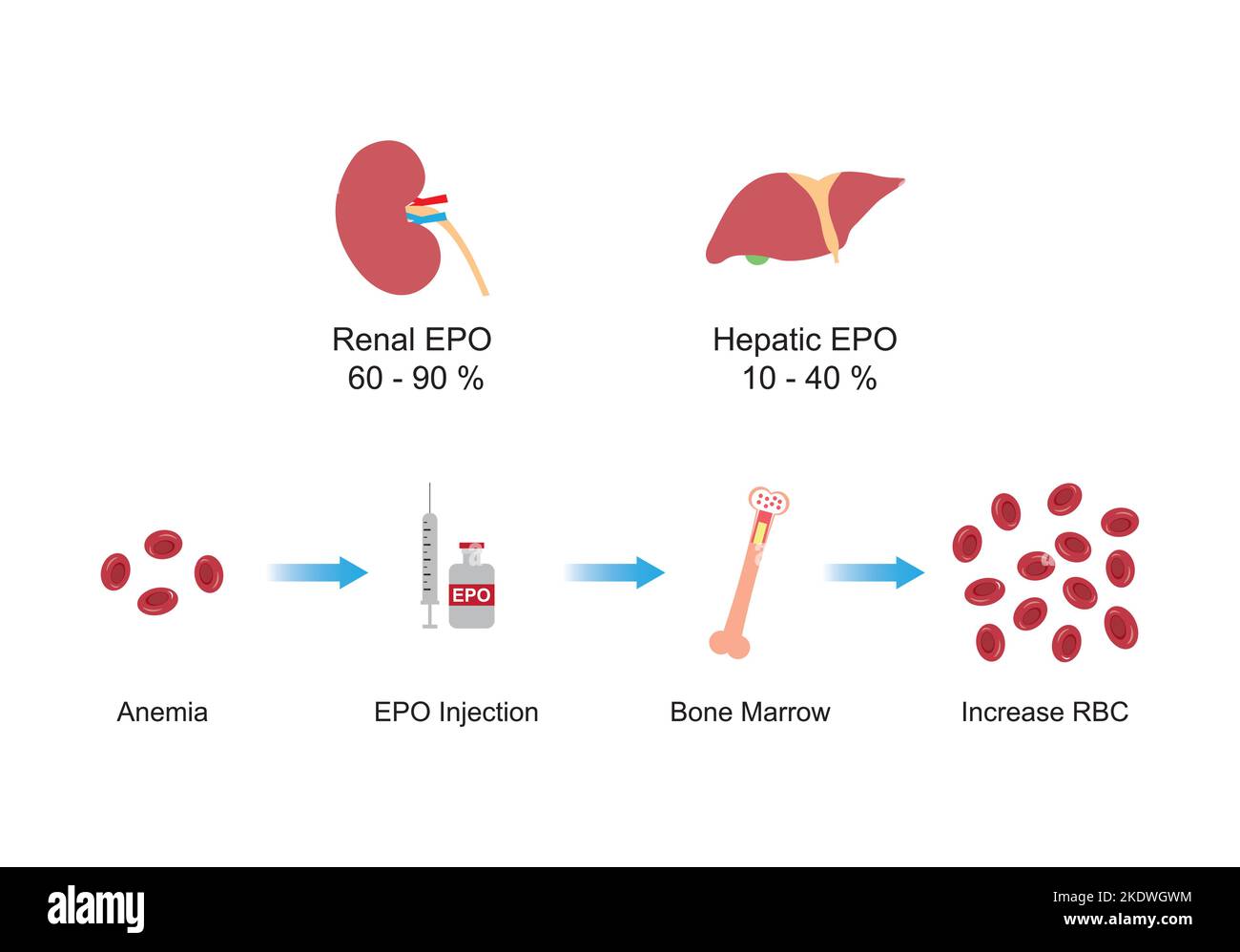 Conception scientifique de l'effet de l'érythropoïétine (EPO) sur l'os après injection. Production rénale et hépatique d'EPO. Symboles colorés. Rapport d'illustration du vecteur Illustration de Vecteur