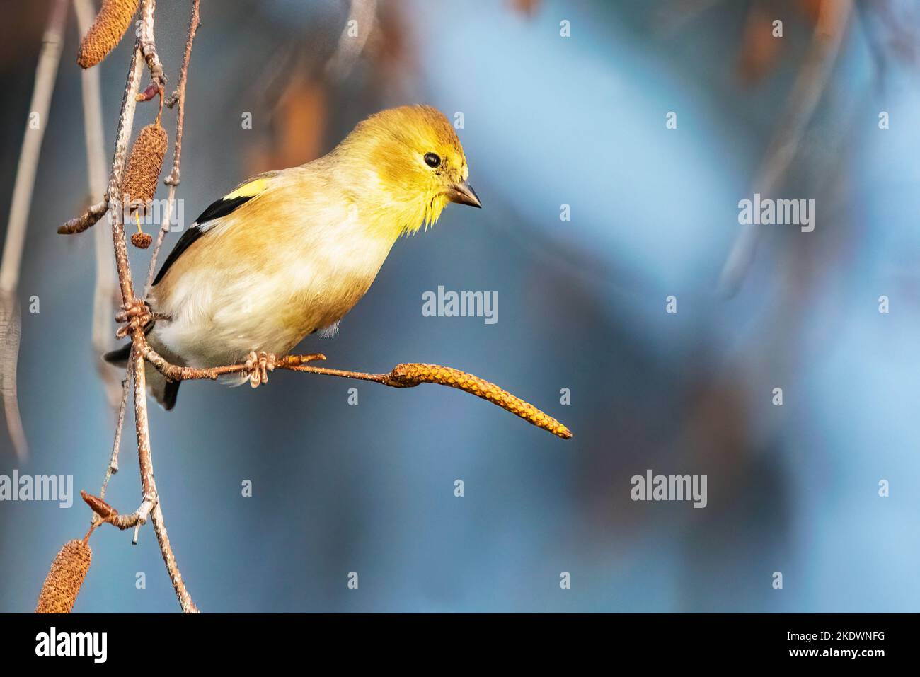 Or américain dans le plumage d'hiver Banque D'Images