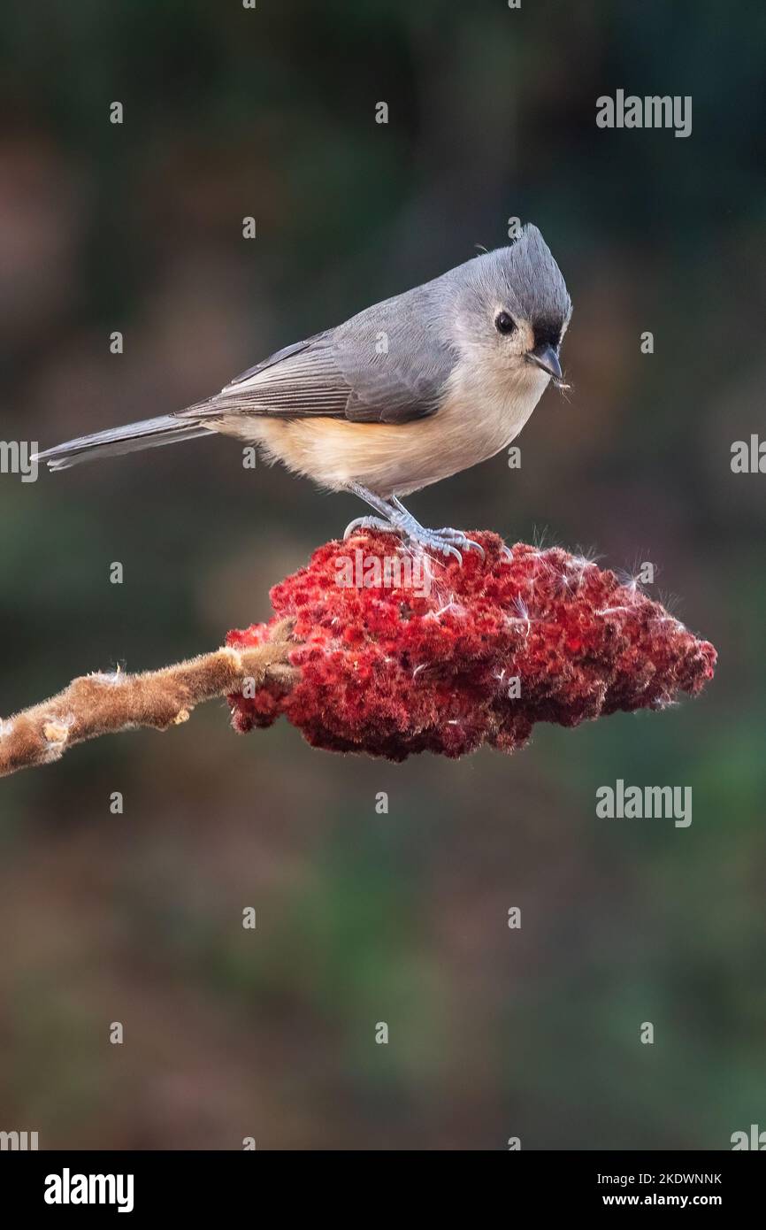 Titmouse touffeté perchée sur le sumac de la corne de cerf Banque D'Images