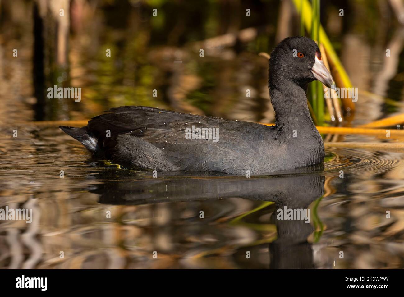 Coot américain (Fulica americana) à Walton Lake, Ochoco National Forest, Oregon Banque D'Images