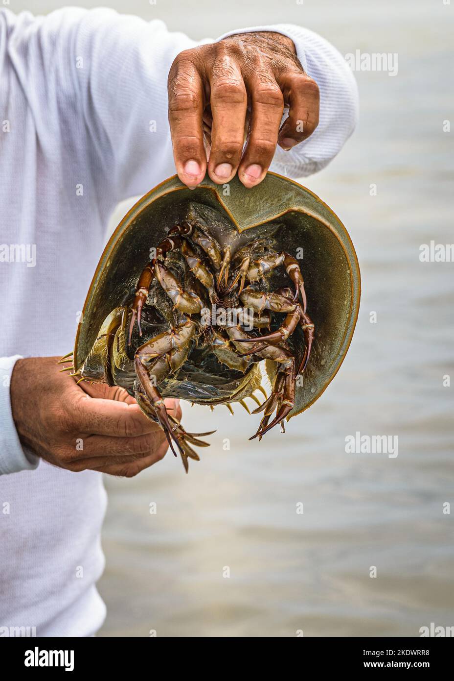 Un pêcheur tenant un crabe géant en fer à cheval (Limulus polyphemus) sorti de l'eau. Banque D'Images