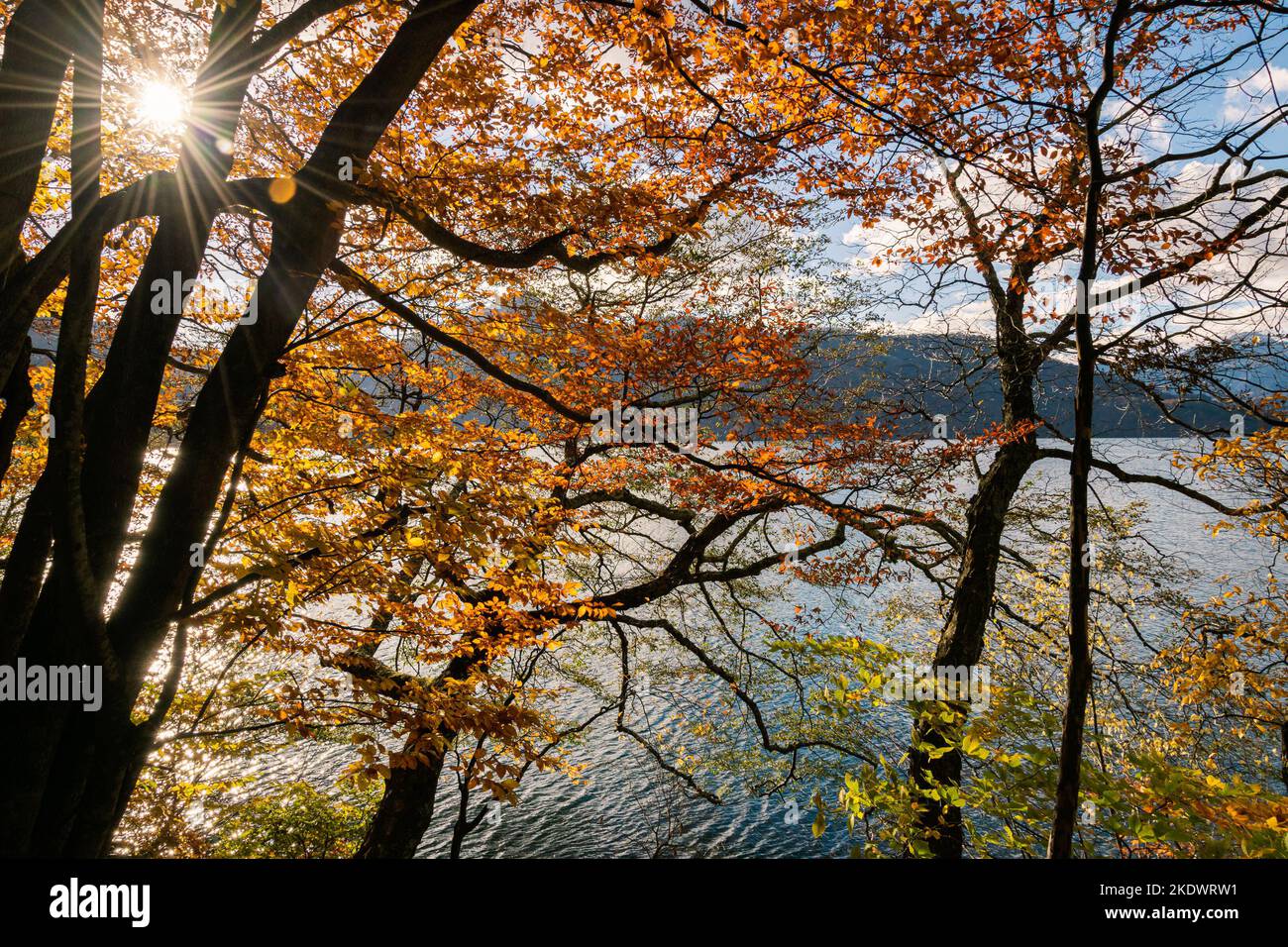Feuilles colorées sur les arbres du lac Chuzenji (Nikko, Japon) par une journée ensoleillée fin octobre. Banque D'Images