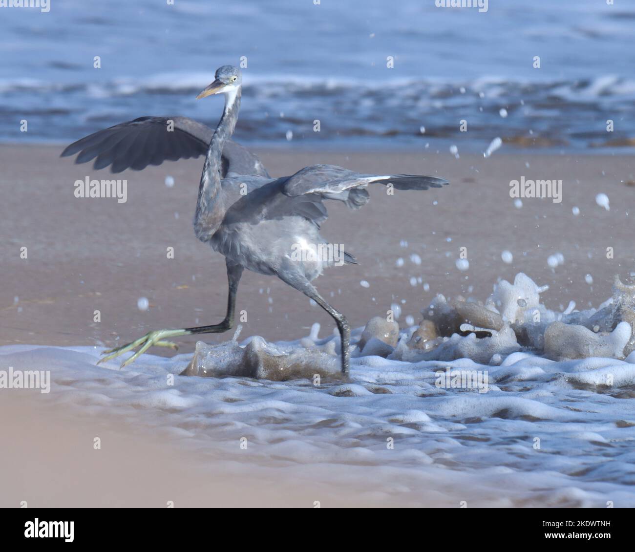 Aile ouest d'Egret de corail qui s'étend sur la plage, madhavpur, inde. Egretta gularis. Oiseau sur la plage. Oiseau gris. Fond d'oiseau, papier peint. Banque D'Images