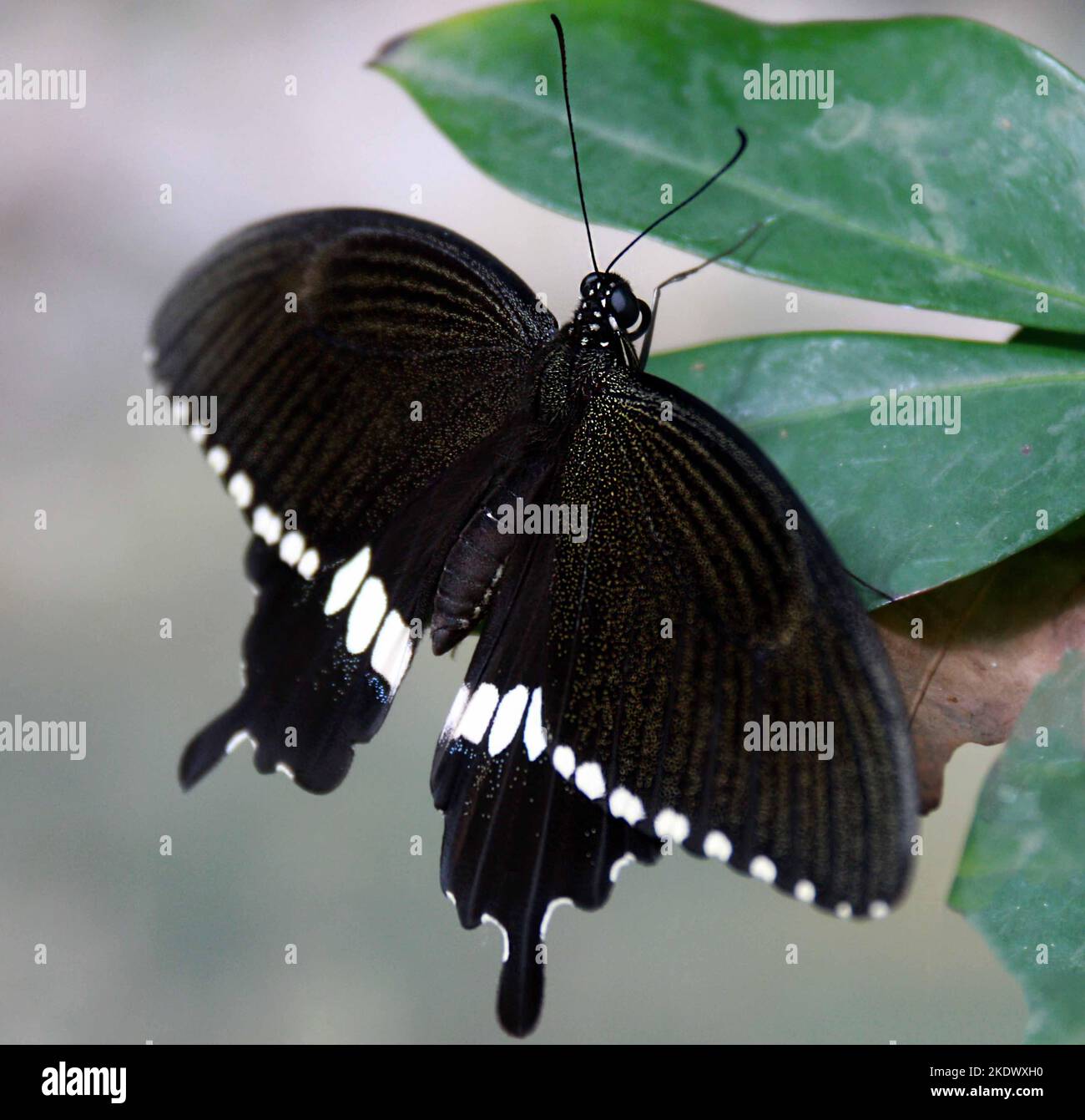 Insectes au Sri Lanka, visitez le Sri Lanka Banque D'Images