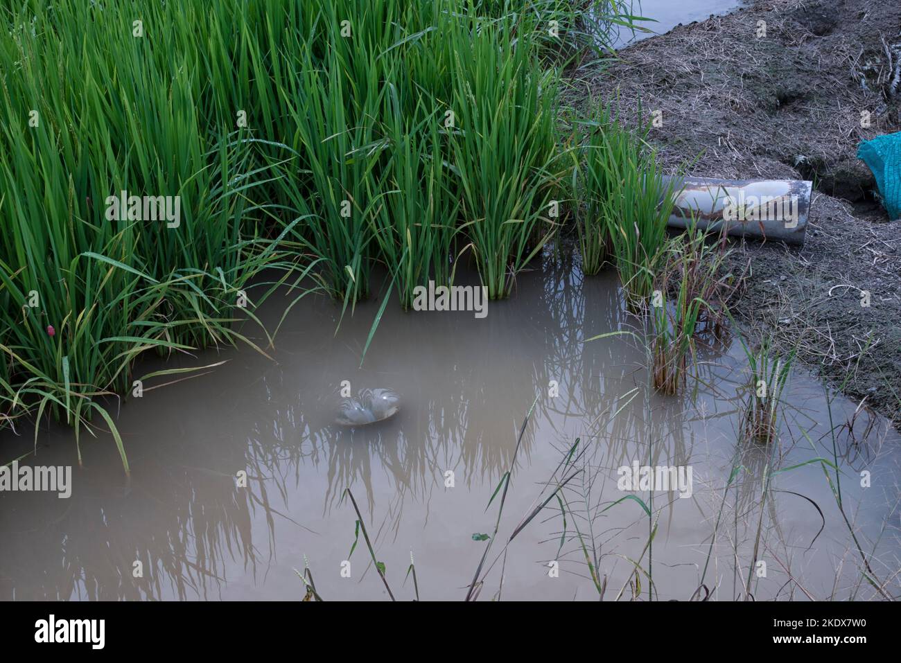 plante de riz poussant sur le champ humide de lit de paddy. Banque D'Images